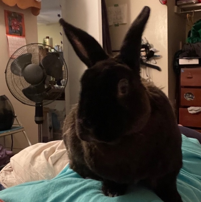 Enlarge Morticia, a Adopted Mini Rex in Ottawa, ON image 3/8