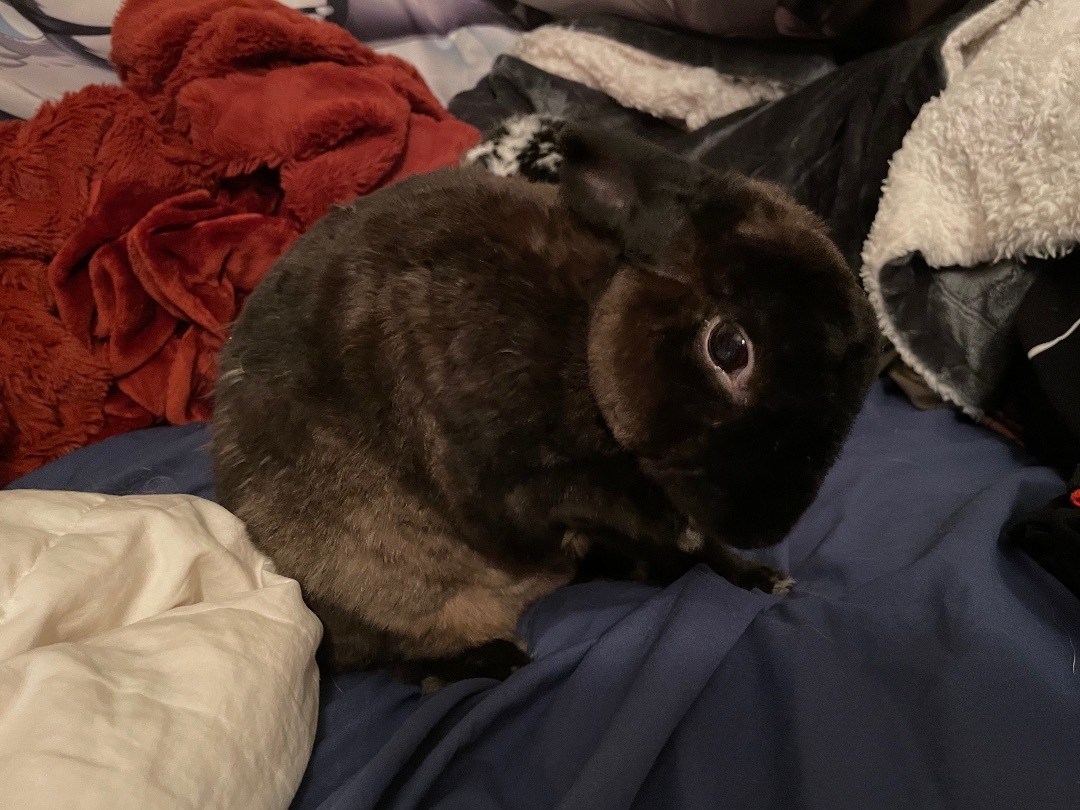 Enlarge Morticia, a Adopted Mini Rex in Ottawa, ON image 4/8