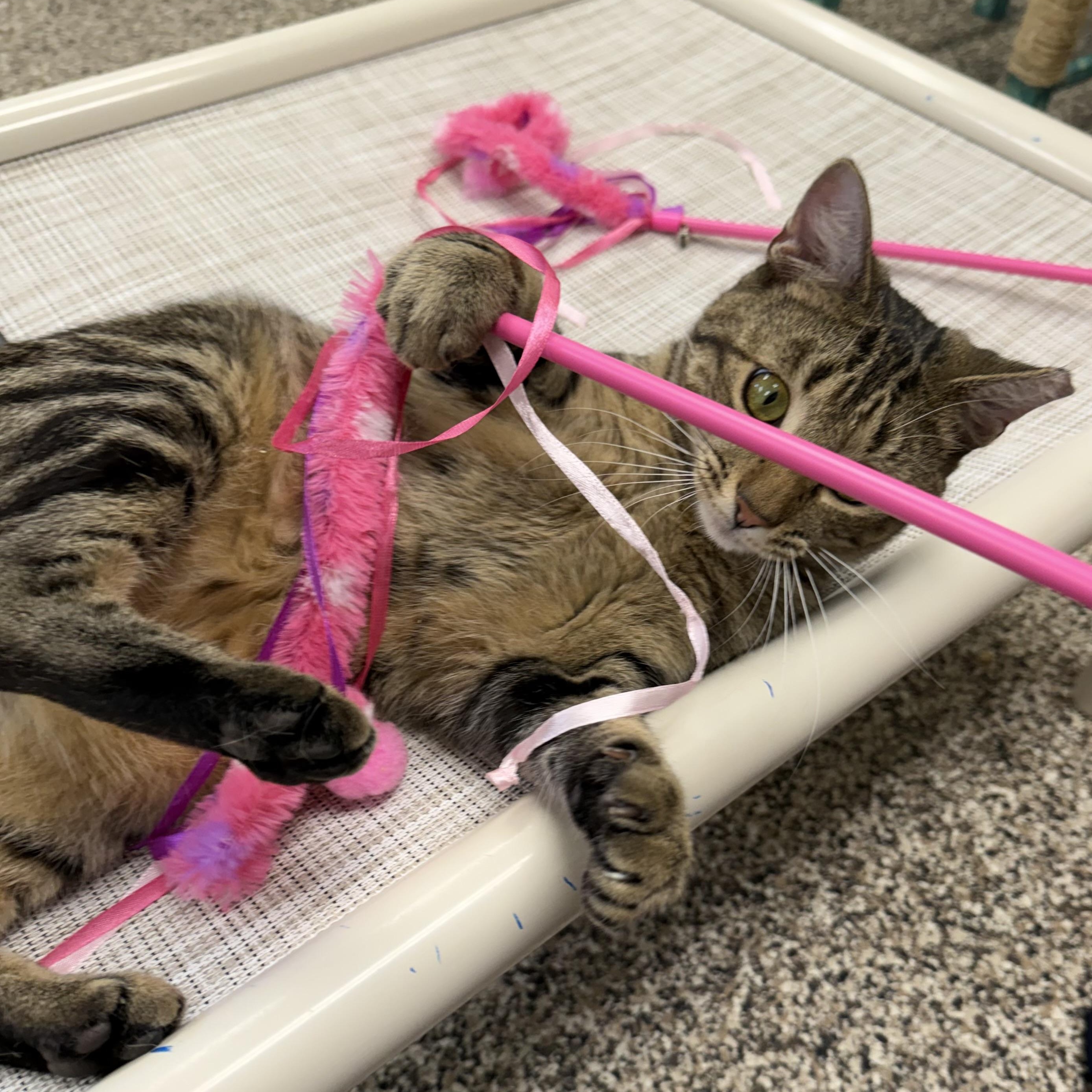 Enlarge Libra, an adopted Domestic Short Hair in Fernandina Beach, FL image 6/6