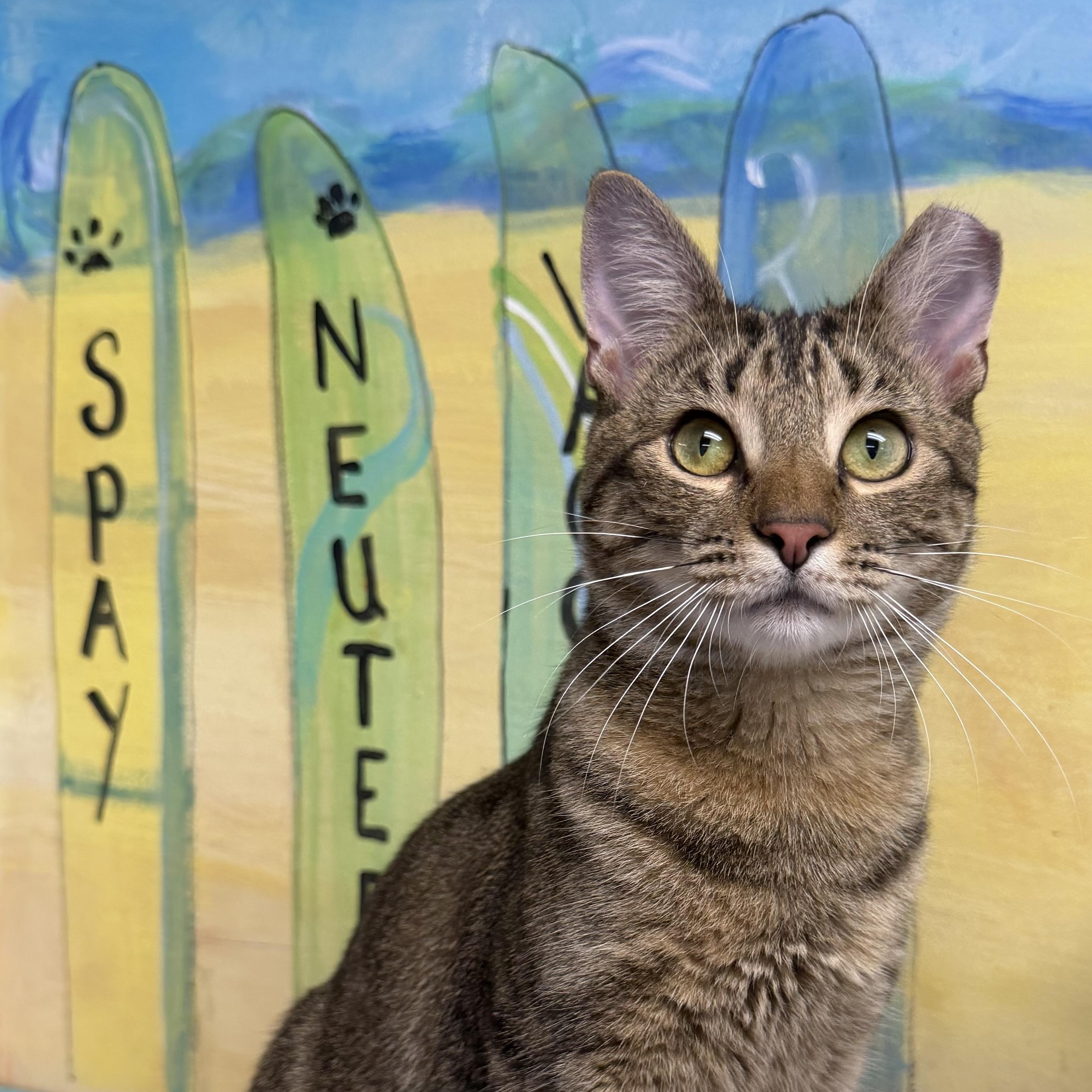 Enlarge Libra, an adopted Domestic Short Hair in Fernandina Beach, FL image 2/6