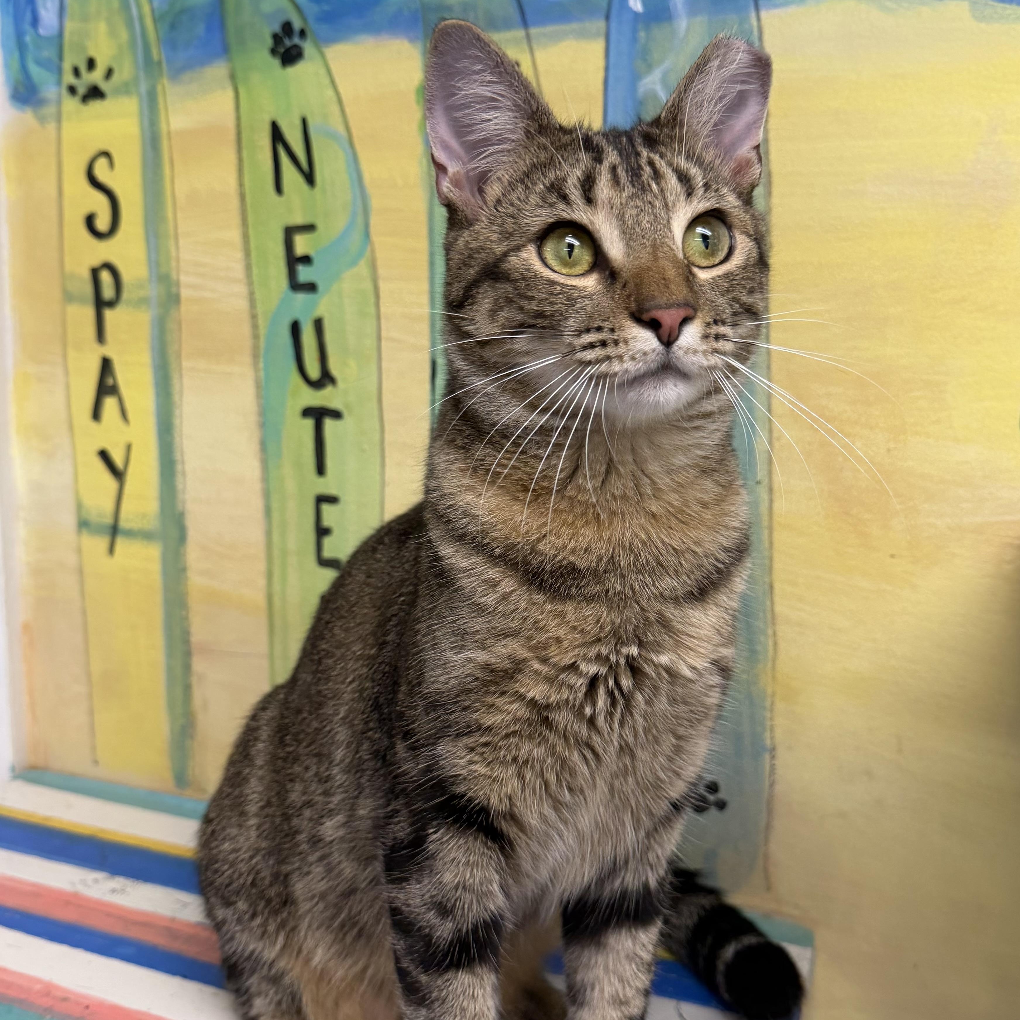 Enlarge Libra, an adopted Domestic Short Hair in Fernandina Beach, FL image 1/6