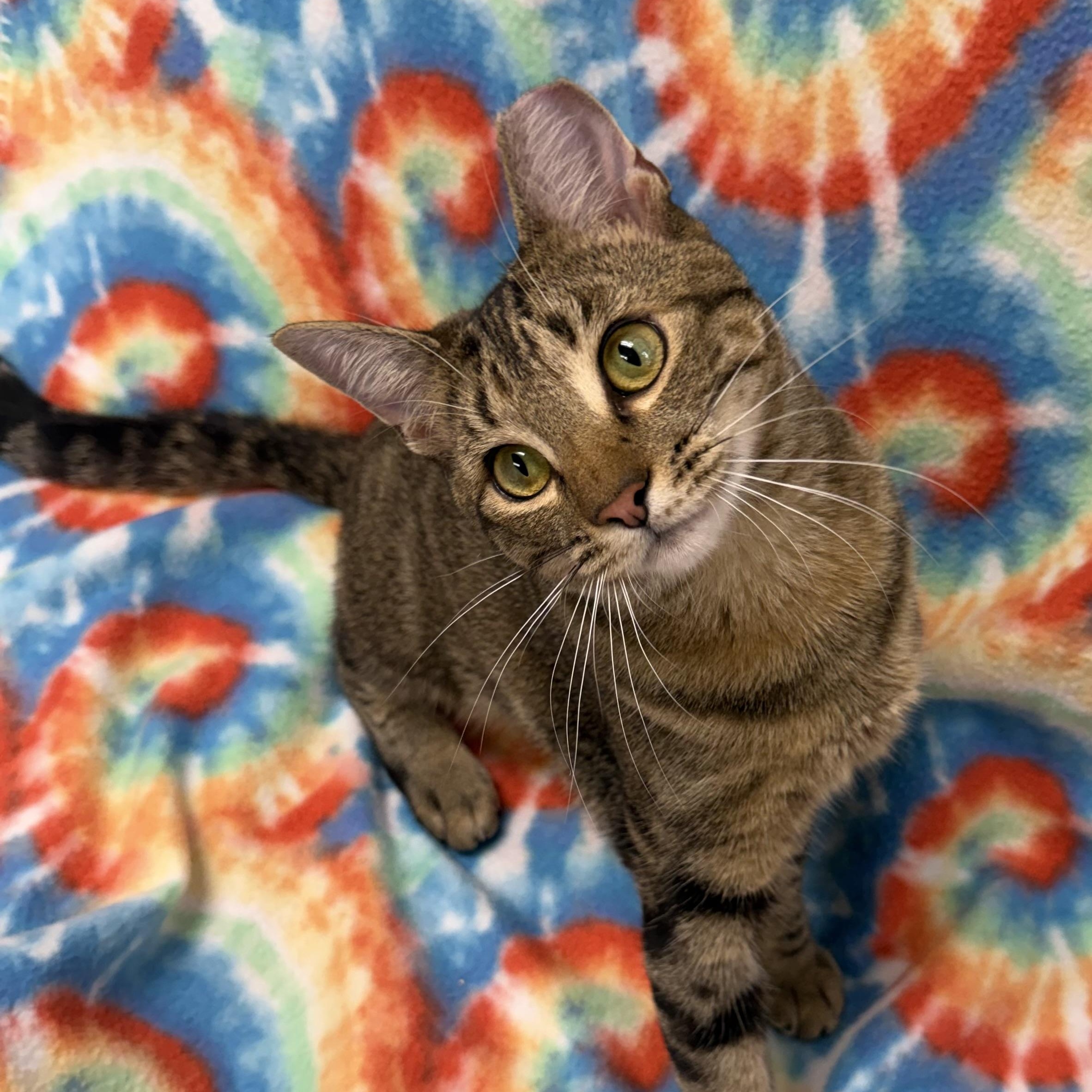 Enlarge Libra, an adopted Domestic Short Hair in Fernandina Beach, FL image 3/6