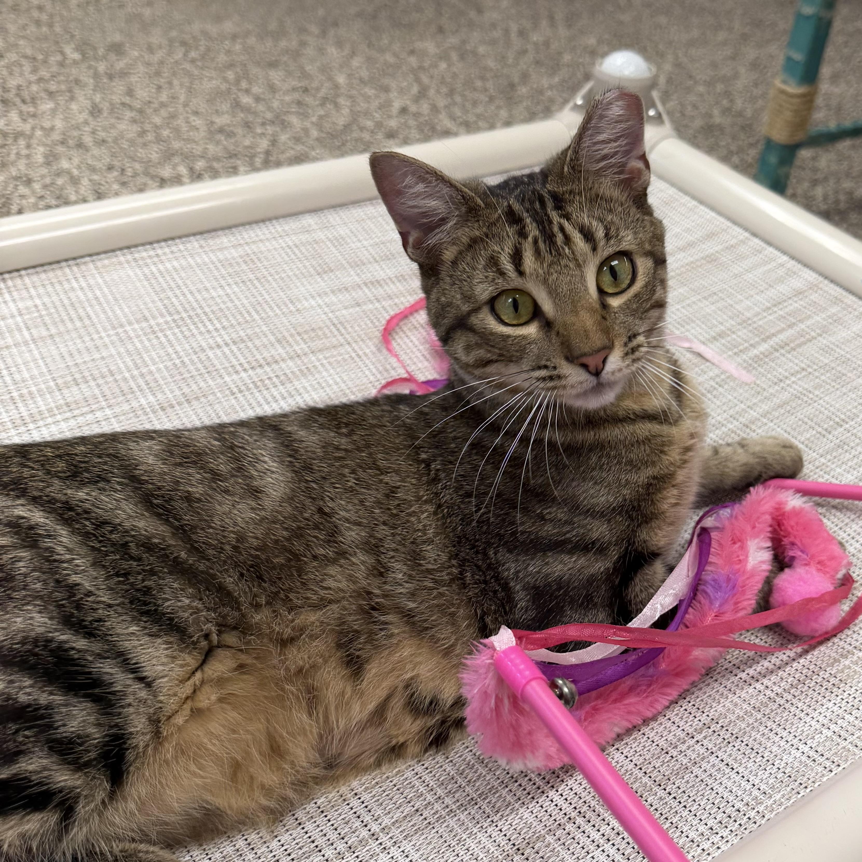 Enlarge Libra, an adopted Domestic Short Hair in Fernandina Beach, FL image 4/6