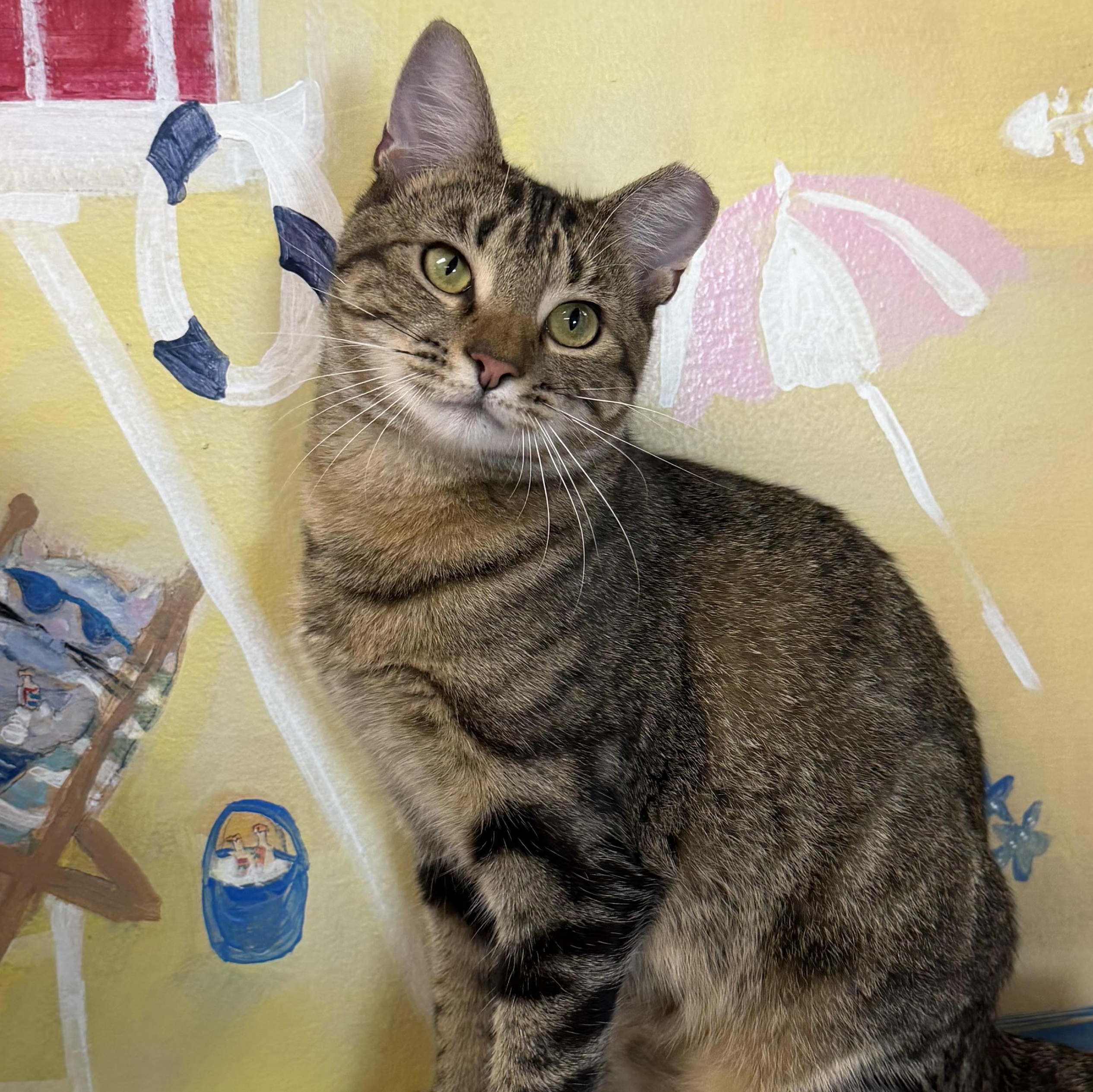 Enlarge Libra, an adopted Domestic Short Hair in Fernandina Beach, FL image 5/6
