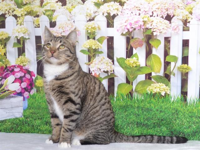 Enlarge BENJIMINE, a Adoptable Domestic Short Hair in Oroville, CA image 1/1