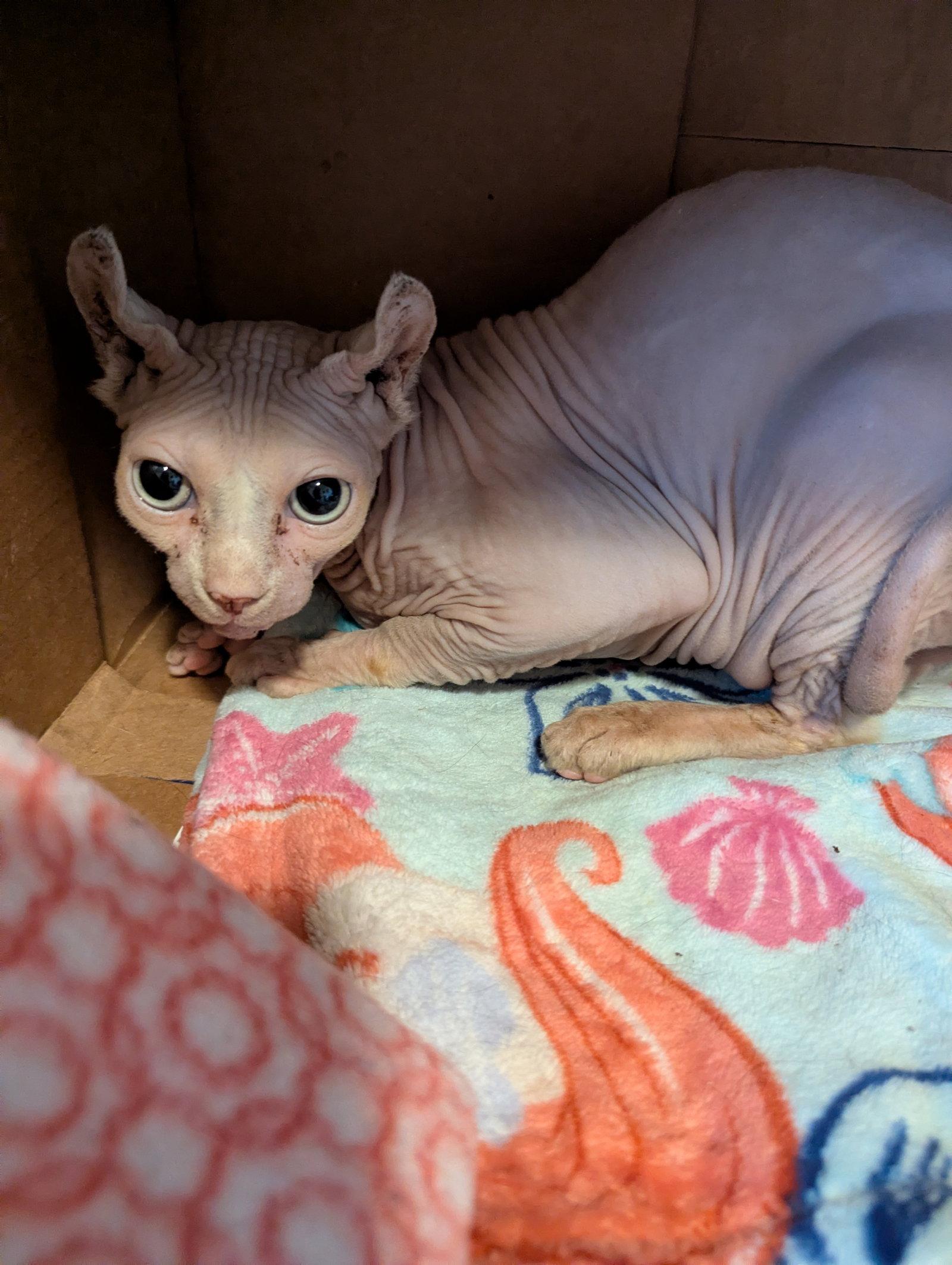 Kenny, Adoptable, Adult Male Sphynx / Hairless Cat.
