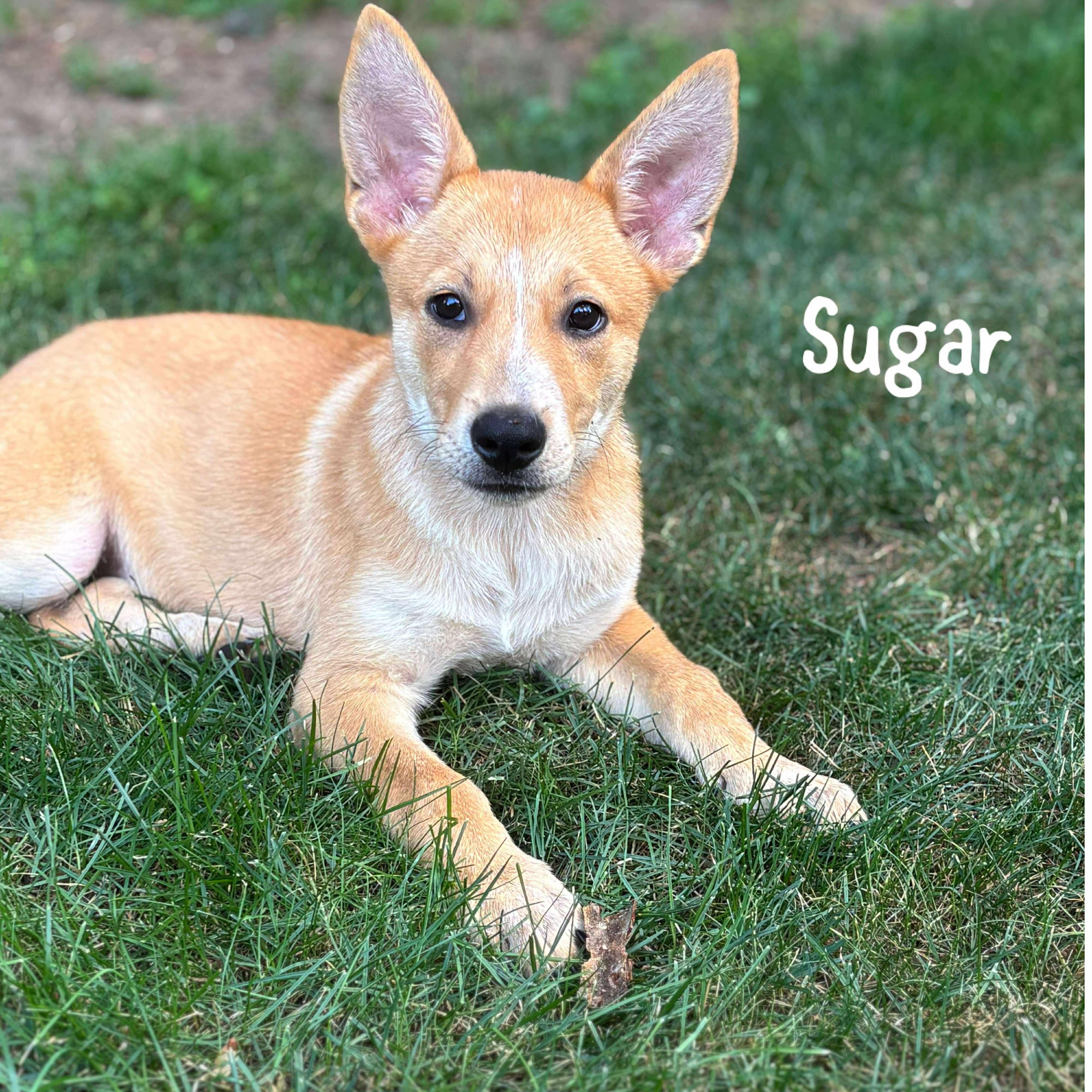 Sugar