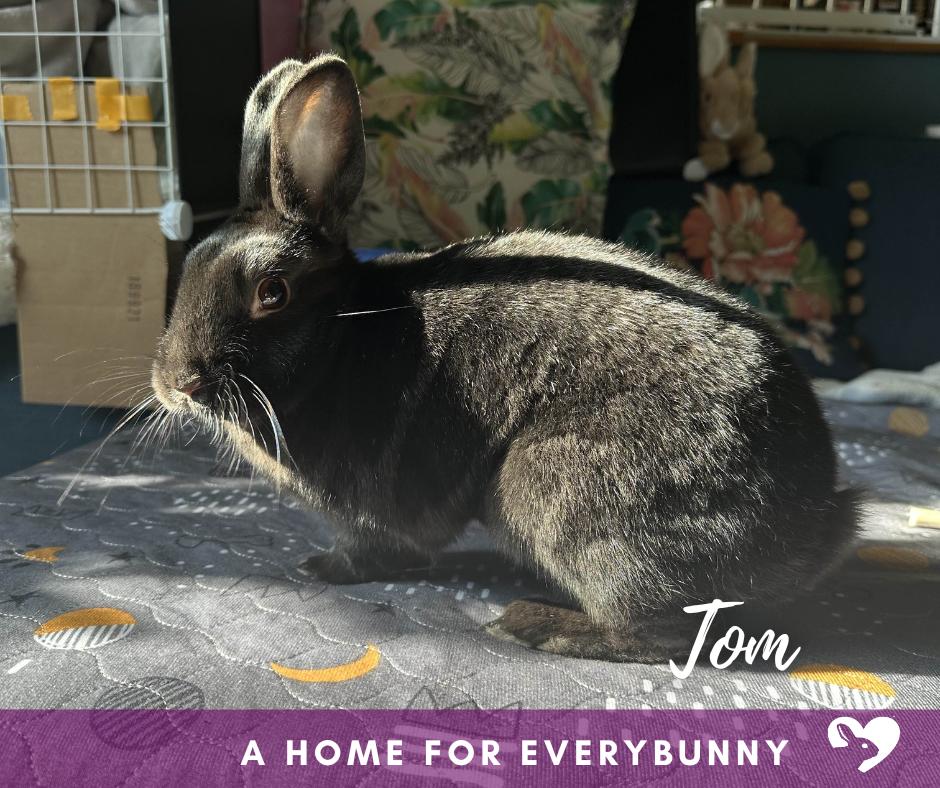 Tom, adopted, Adult Male Mini Rex.