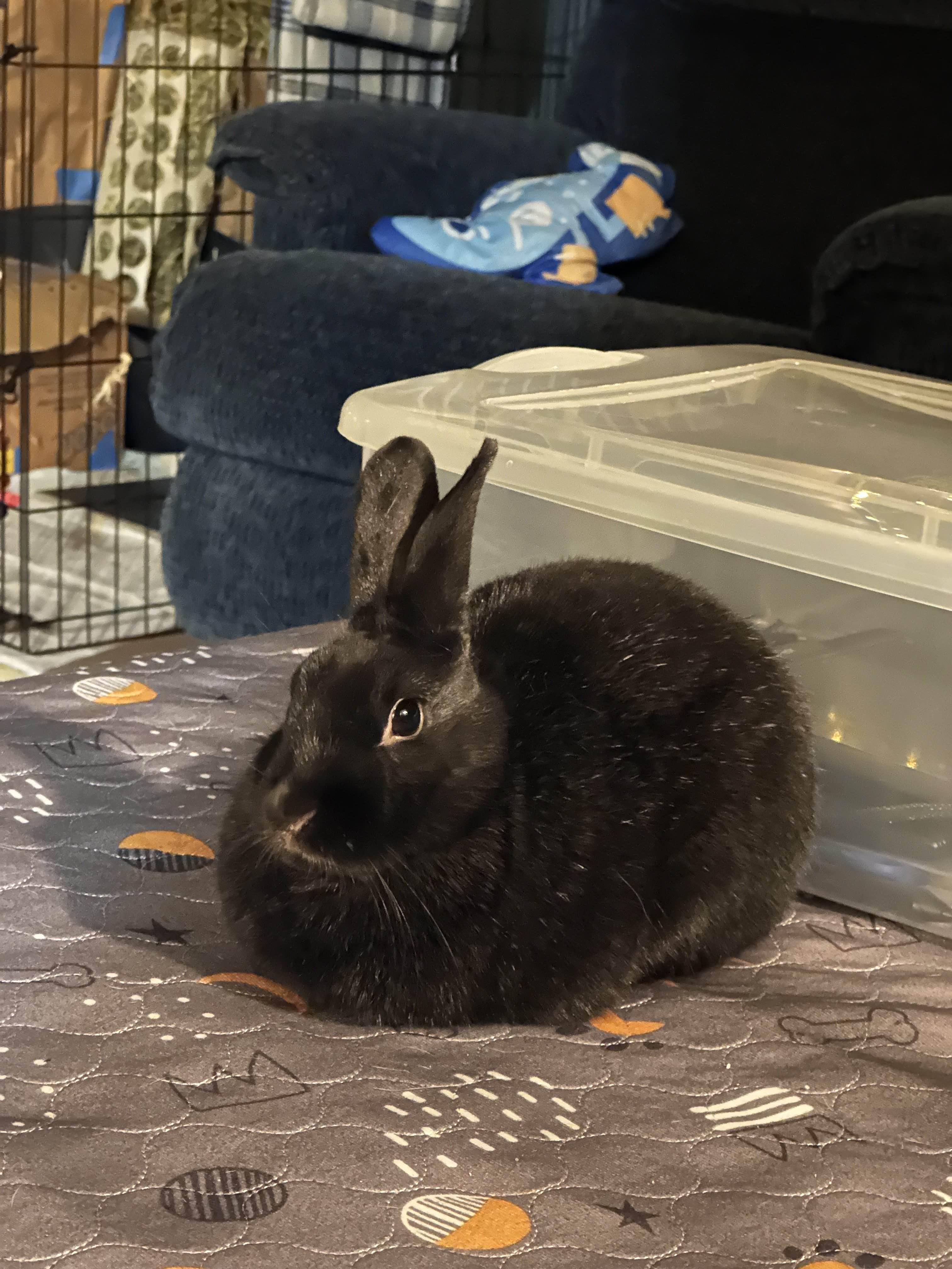 Enlarge Tom, an adopted Mini Rex in Ames, IA image 4/5