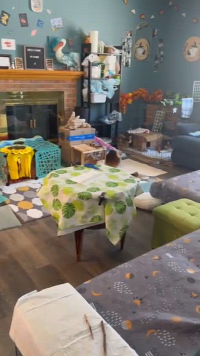 Enlarge Tom, an adopted Mini Rex in Ames, IA video 2/5