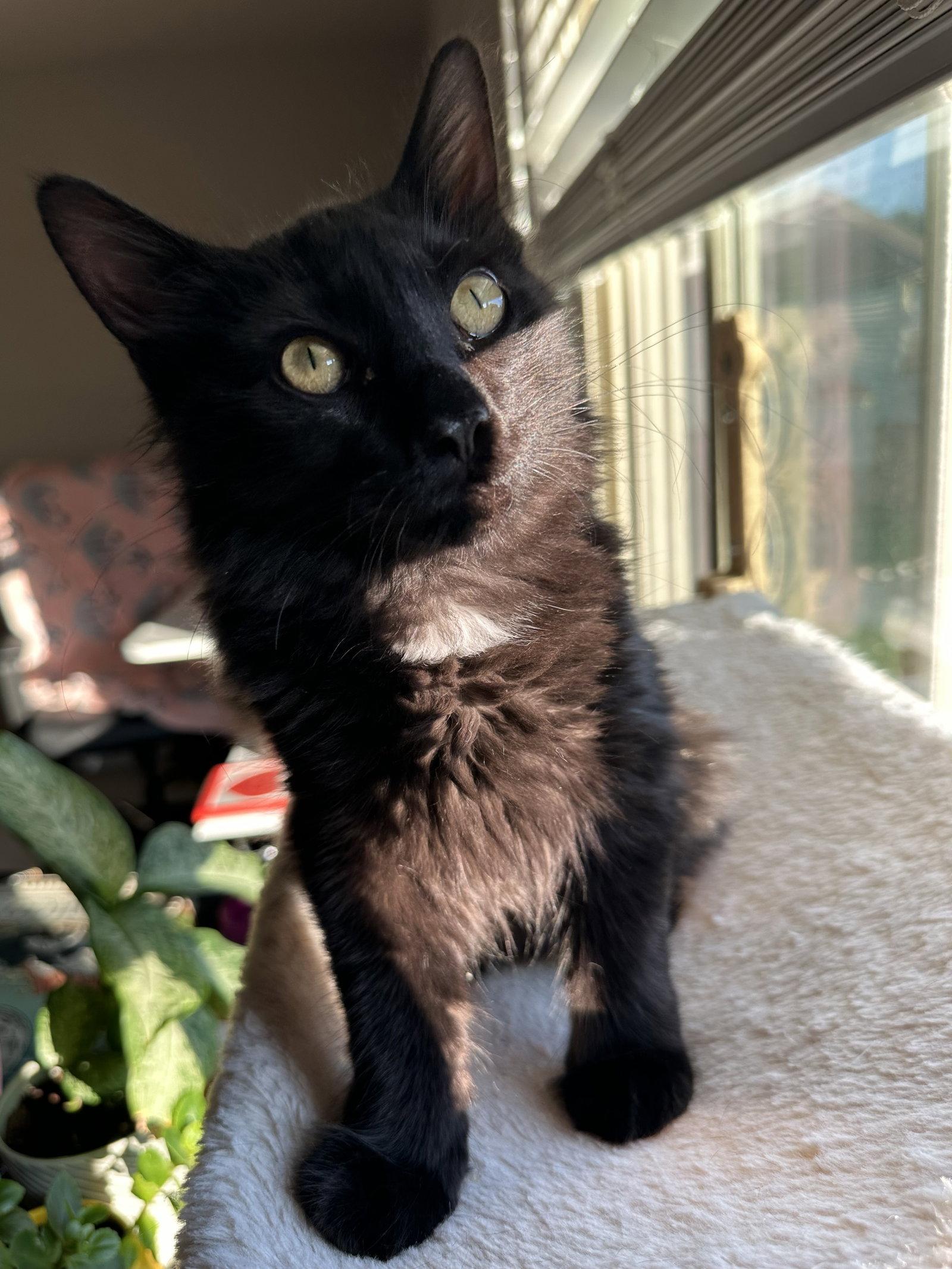 Gg Litter Rubis, Adoptable, Young Male Domestic Short Hair.