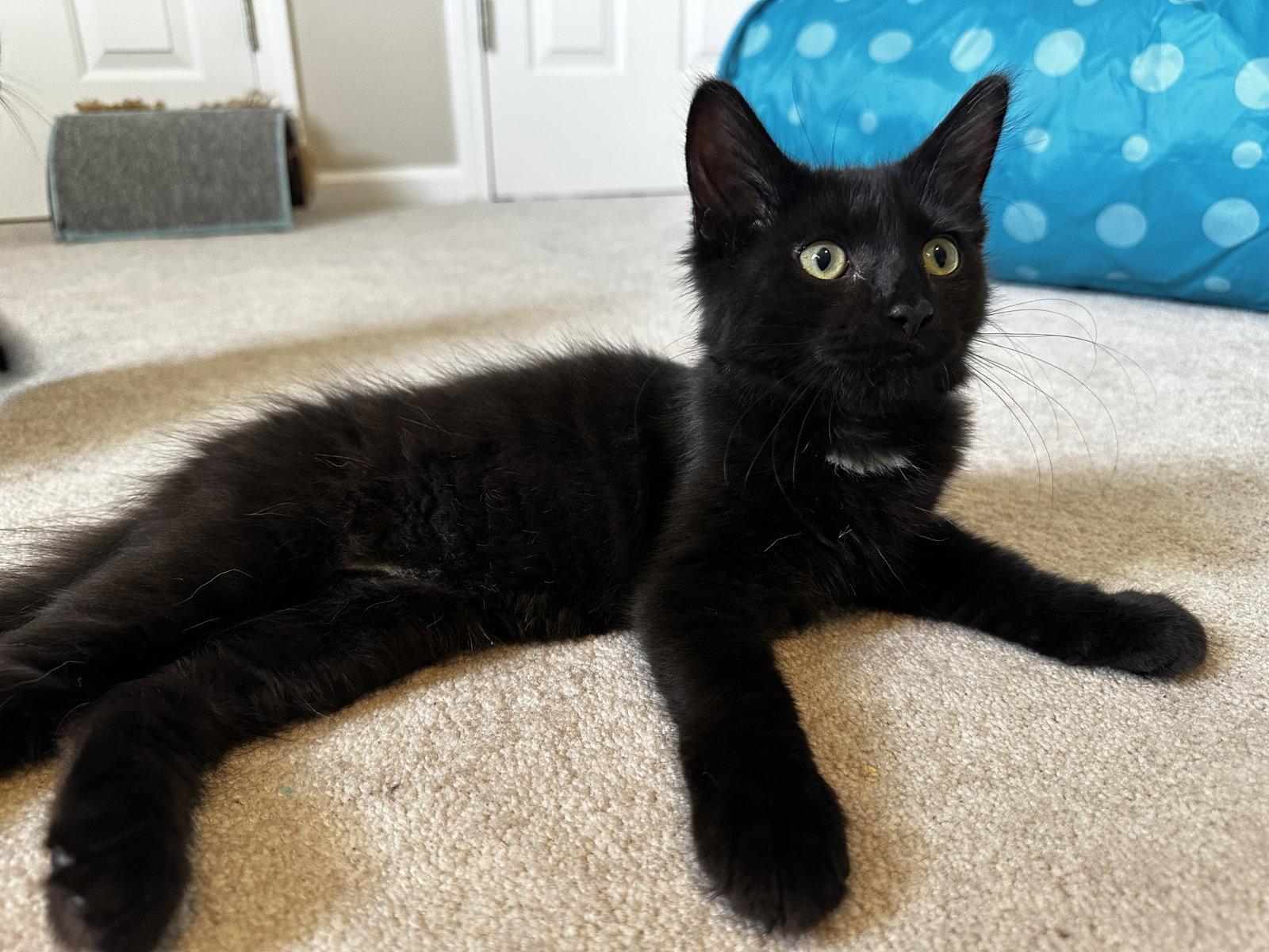 Enlarge Gg Litter Rubis, a Adoptable Domestic Short Hair in Livonia, MI image 2/3