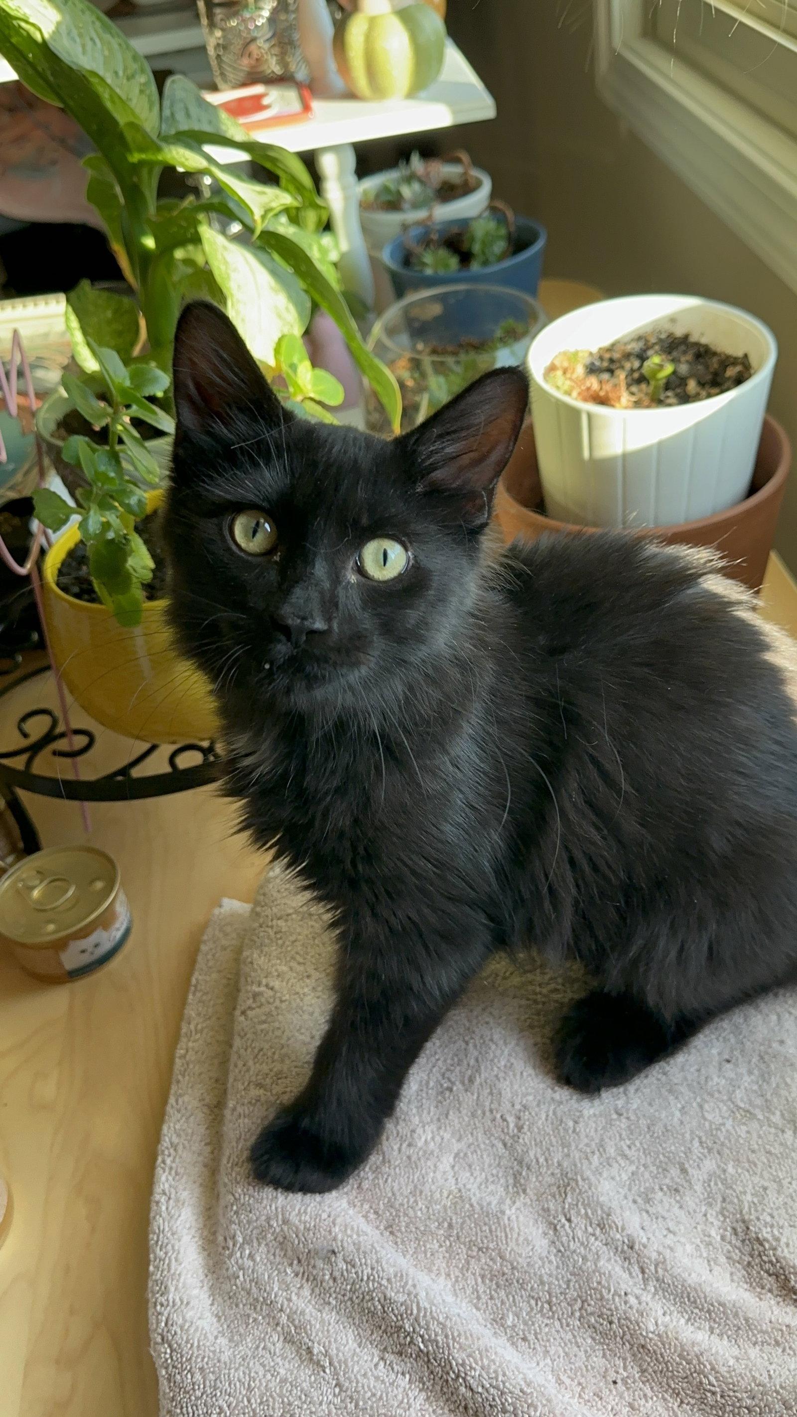 Enlarge Gg Litter Rubis, a Adoptable Domestic Short Hair in Livonia, MI image 3/3