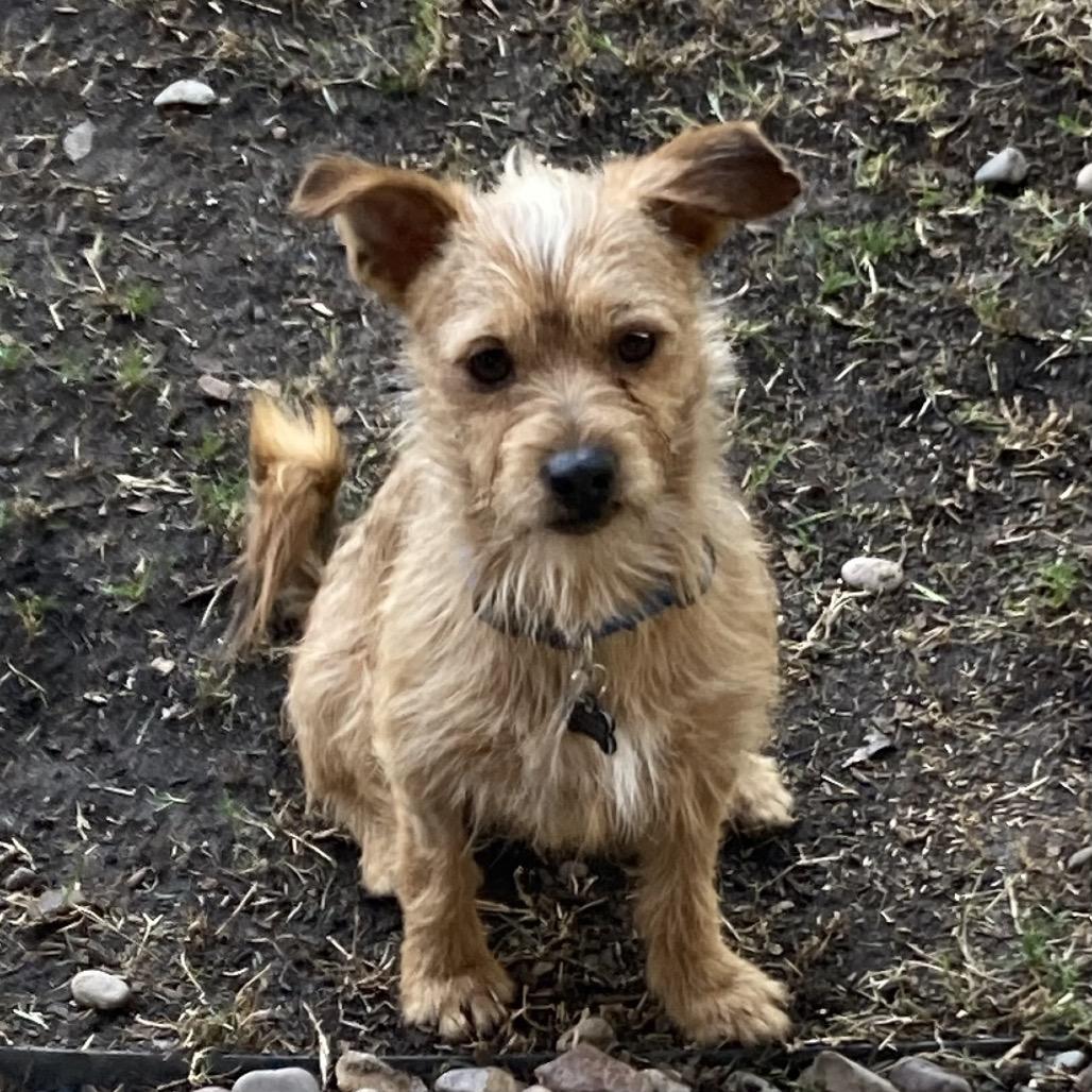 Enlarge Rigby/Courtesy Post, a Adoptable mixed breed in Long Beach, CA image 1/2