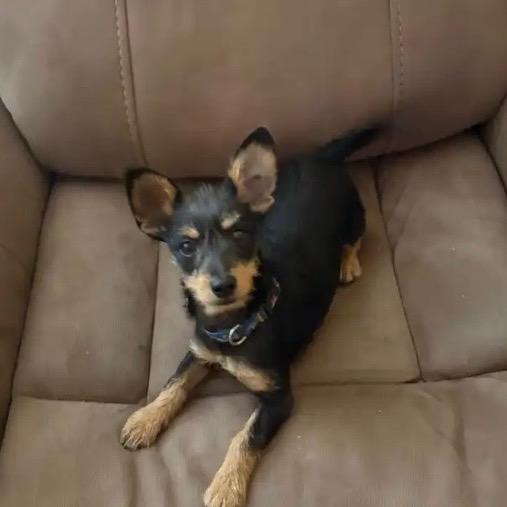 Rigby/Courtesy Post, Adoptable, Adult Male Yorkshire Terrier & Cairn Terrier.