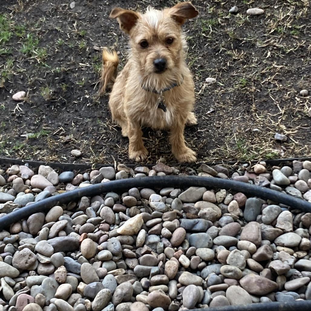 Enlarge Rigby/Courtesy Post, a Adoptable mixed breed in Long Beach, CA image 2/2