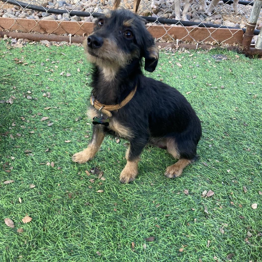 Enlarge Rigby/Courtesy Post, a Adoptable mixed breed in Long Beach, CA image 3/3