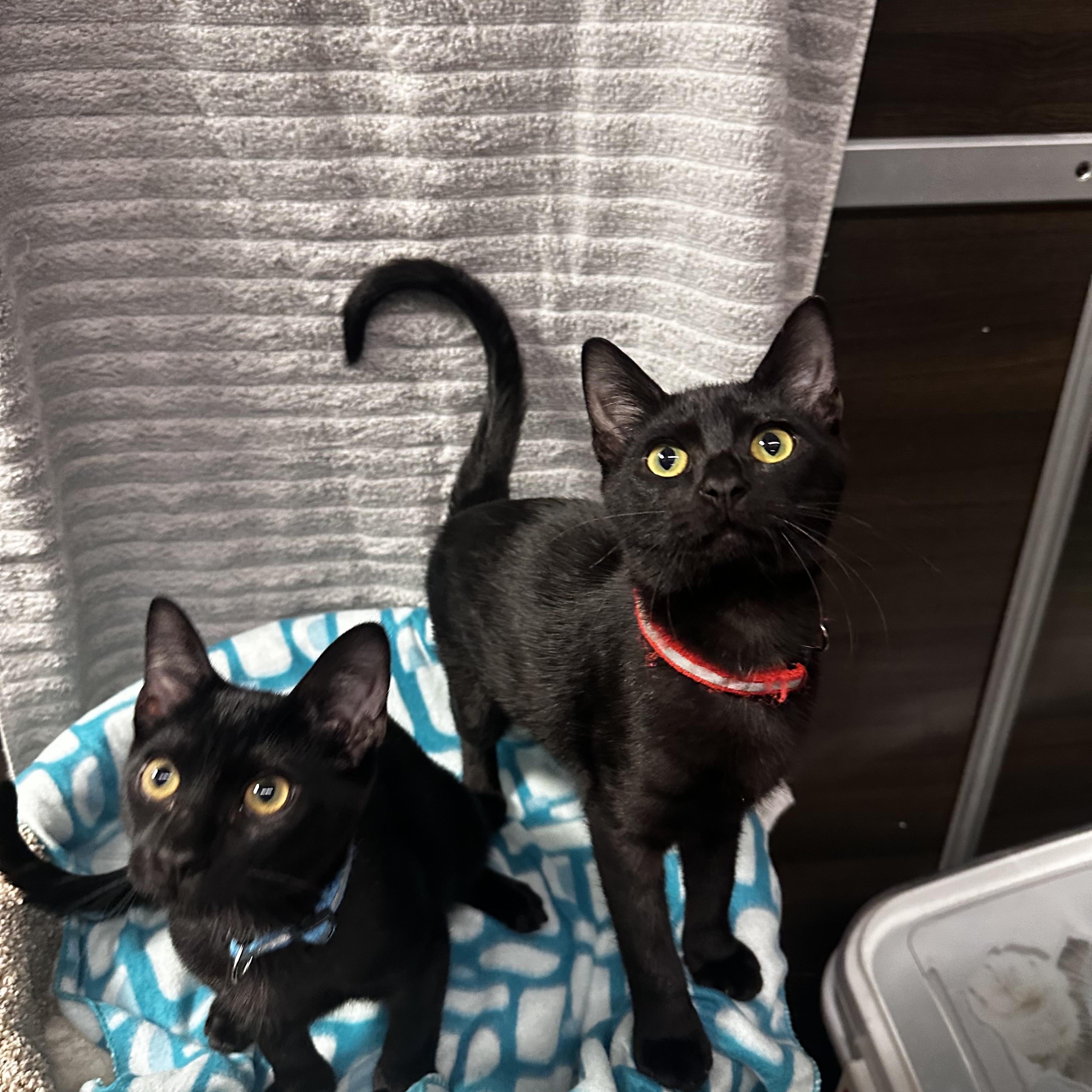 Enlarge Willie - Kuykendahl Petsmart, a Adopted Domestic Short Hair in Spring, TX image 2/5