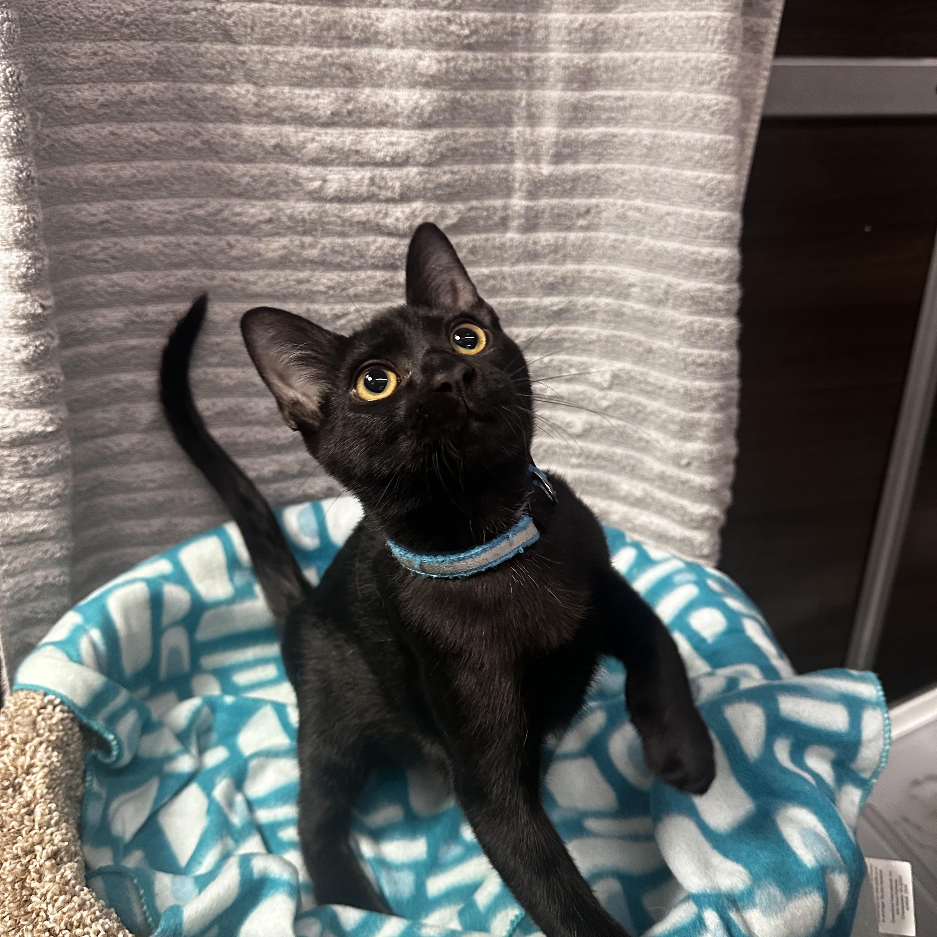 Enlarge Willie - Kuykendahl Petsmart, a Adopted Domestic Short Hair in Spring, TX image 1/5
