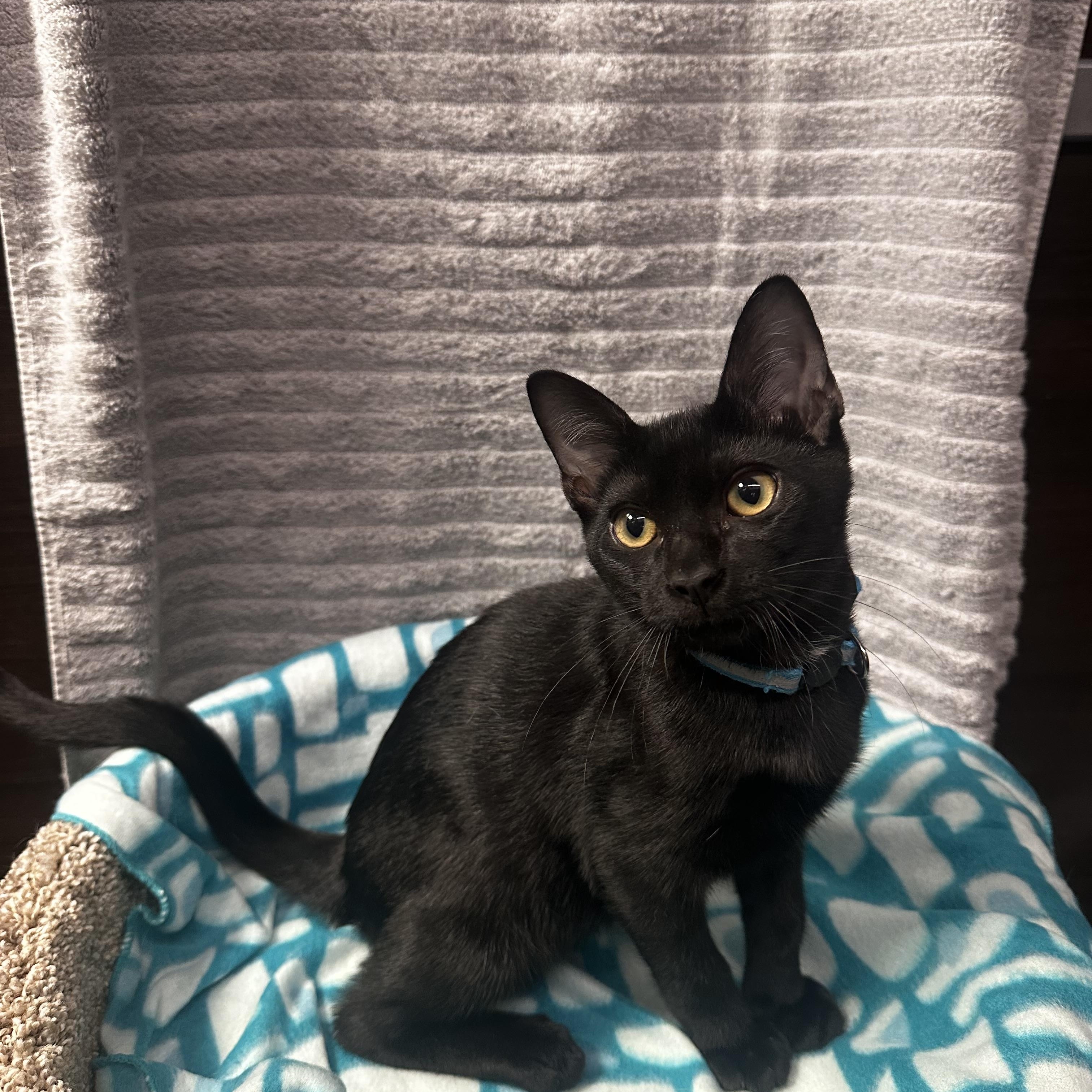 Enlarge Willie - Kuykendahl Petsmart, a Adopted Domestic Short Hair in Spring, TX image 4/5