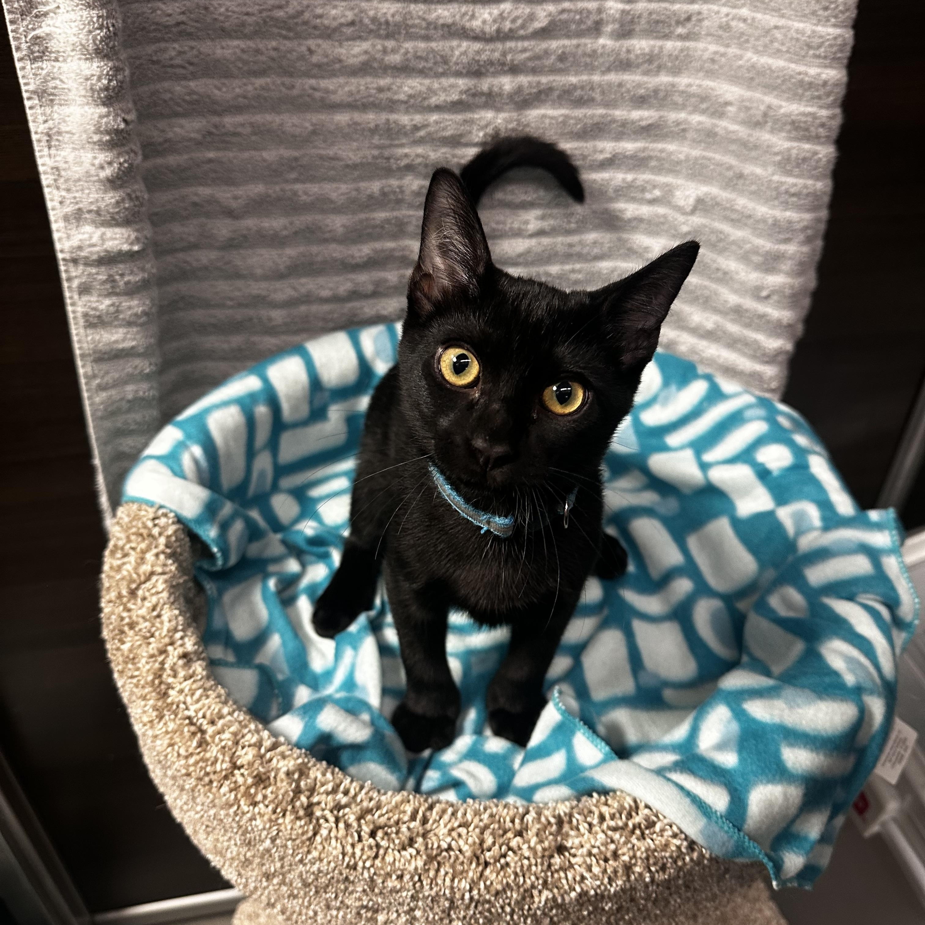 Enlarge Willie - Kuykendahl Petsmart, a Adopted Domestic Short Hair in Spring, TX image 5/5