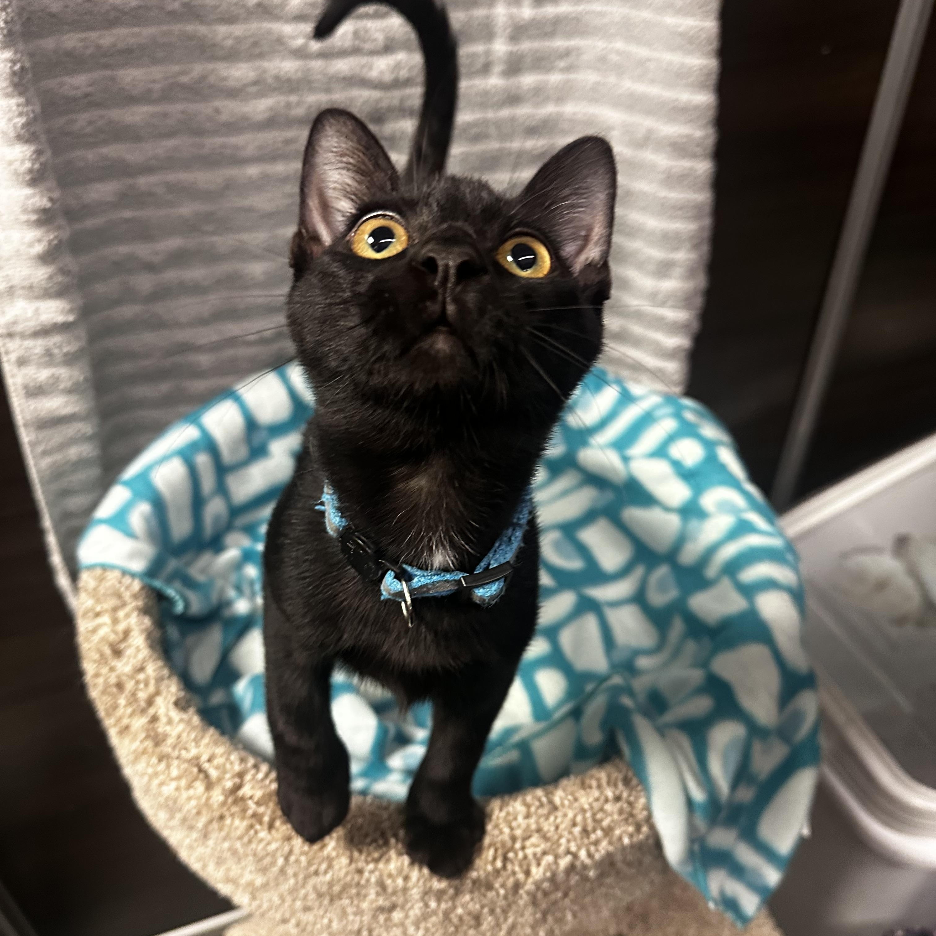 Enlarge Willie - Kuykendahl Petsmart, a Adopted Domestic Short Hair in Spring, TX image 3/5