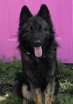Nero (BMSR), Adoptable, Young Male German Shepherd Dog.