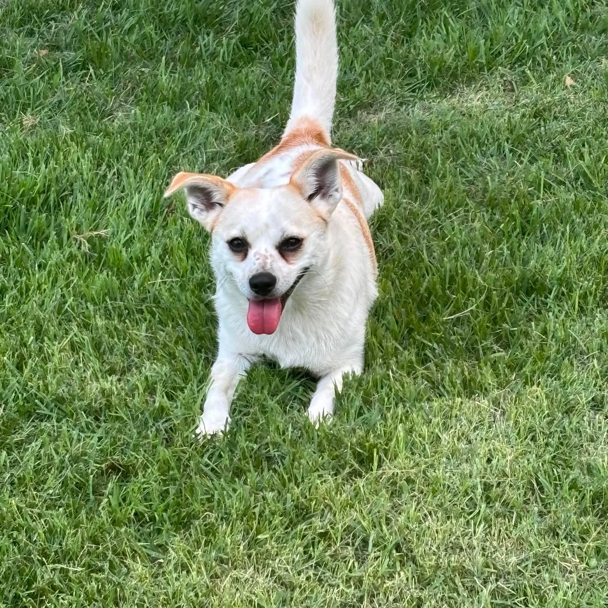 Enlarge Frick and Frack, a Adoptable mixed breed in Seattle, WA image 5/6