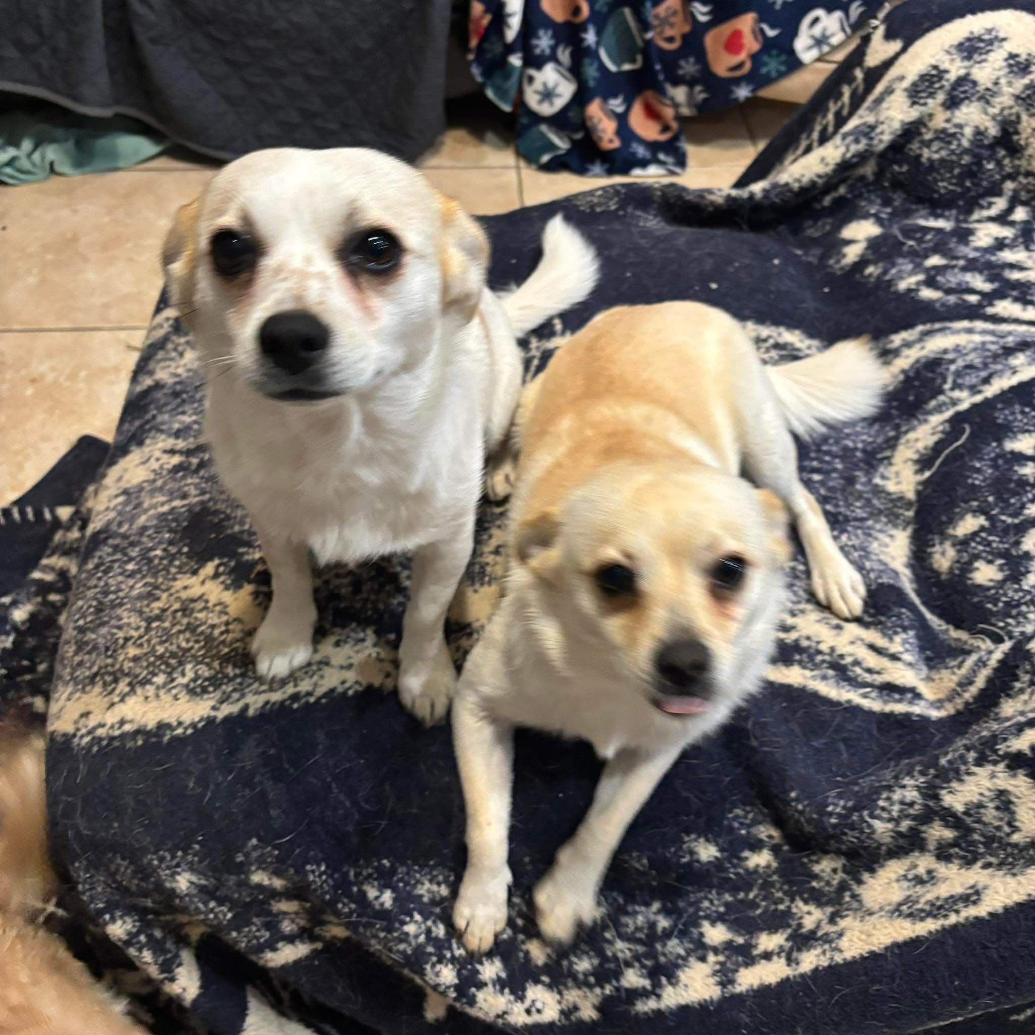 Frick and Frack, Adoptable, Puppy Female Terrier & Pomeranian.