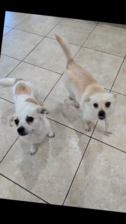 Enlarge Frick and Frack, a Adoptable mixed breed in Seattle, WA video 6/6