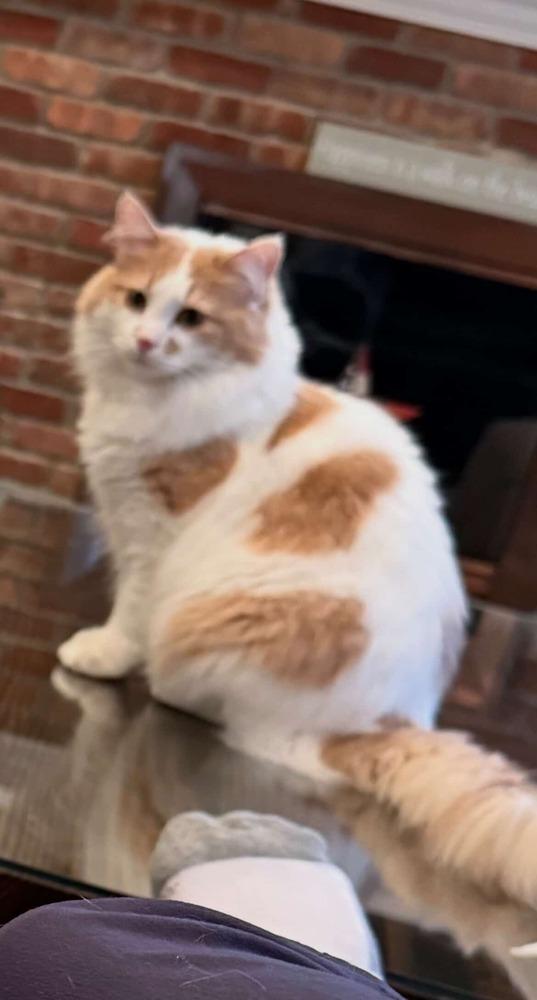 Shelby, Adoptable, Young Female Domestic Medium Hair.