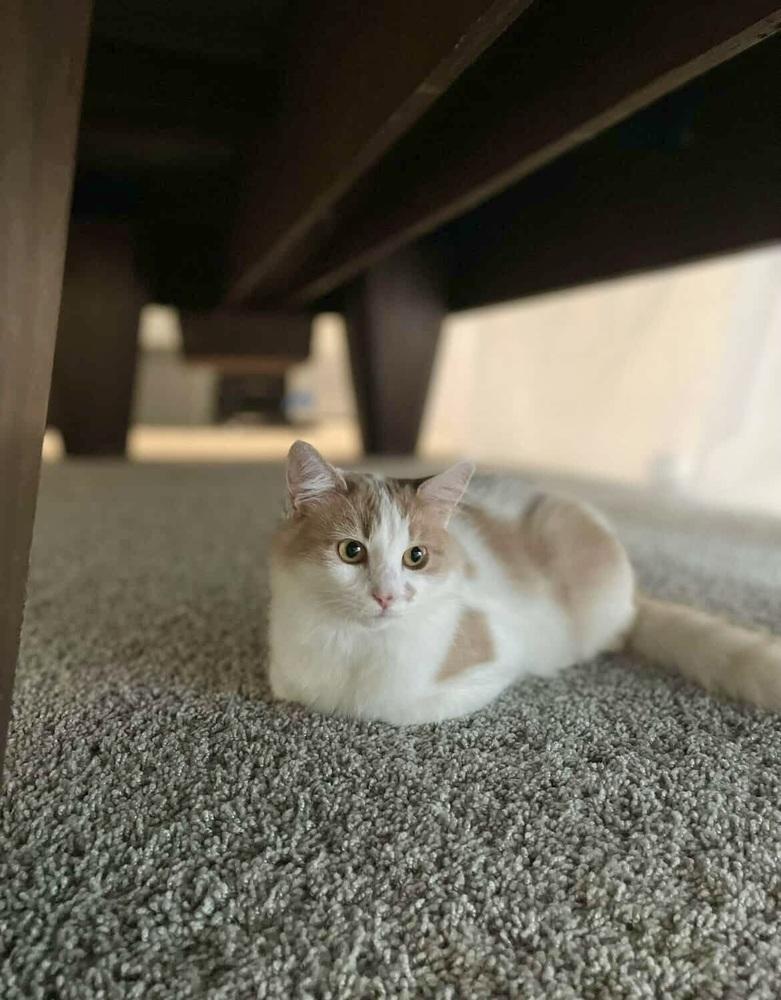 Enlarge Shelby, a Adoptable Domestic Medium Hair in Patchogue, NY image 2/6