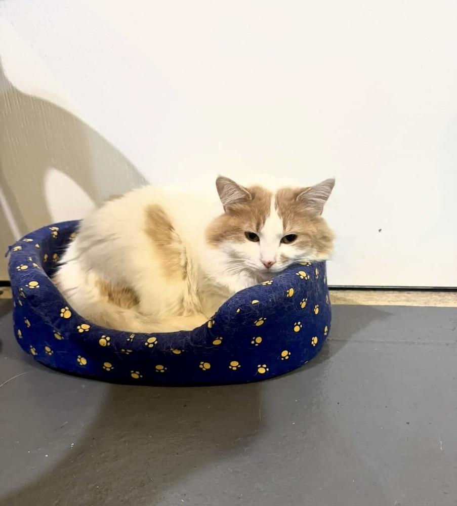 Enlarge Shelby, a Adoptable Domestic Medium Hair in Patchogue, NY image 3/6