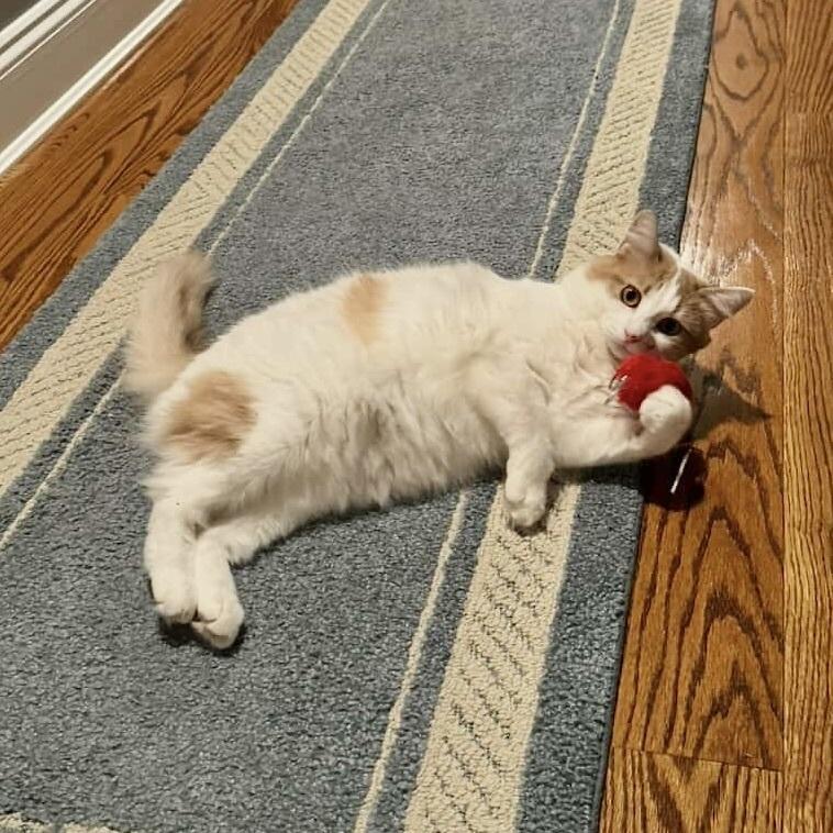 Enlarge Shelby, a Adoptable Domestic Medium Hair in Patchogue, NY image 4/6