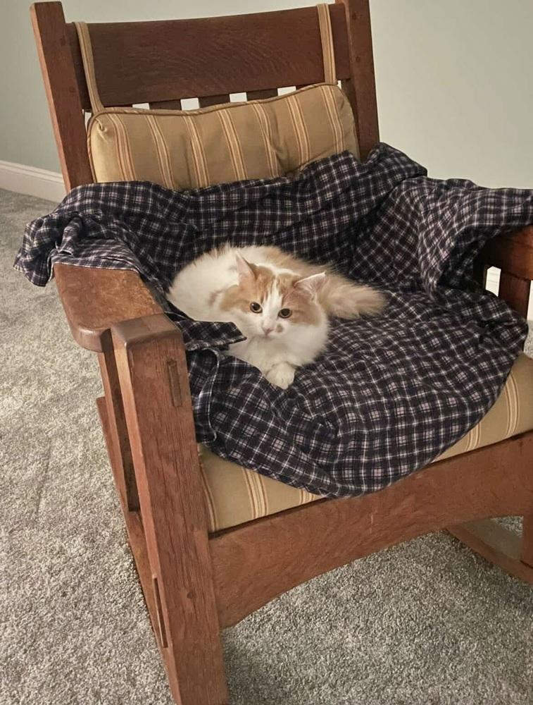 Enlarge Shelby, a Adoptable Domestic Medium Hair in Patchogue, NY image 5/6