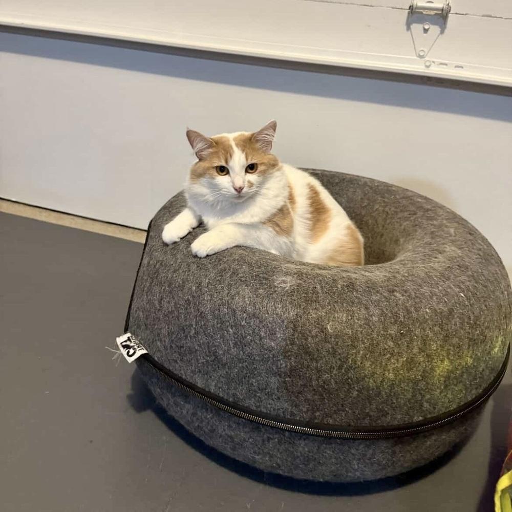 Enlarge Shelby, a Adoptable Domestic Medium Hair in Patchogue, NY image 6/6