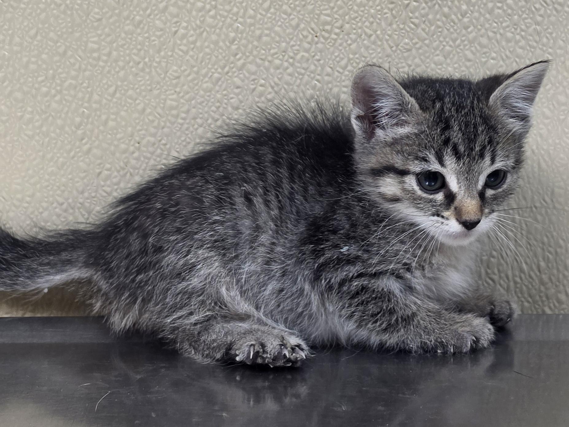 Hydra, adoptable, Kitten Female Domestic Short Hair & Tabby.