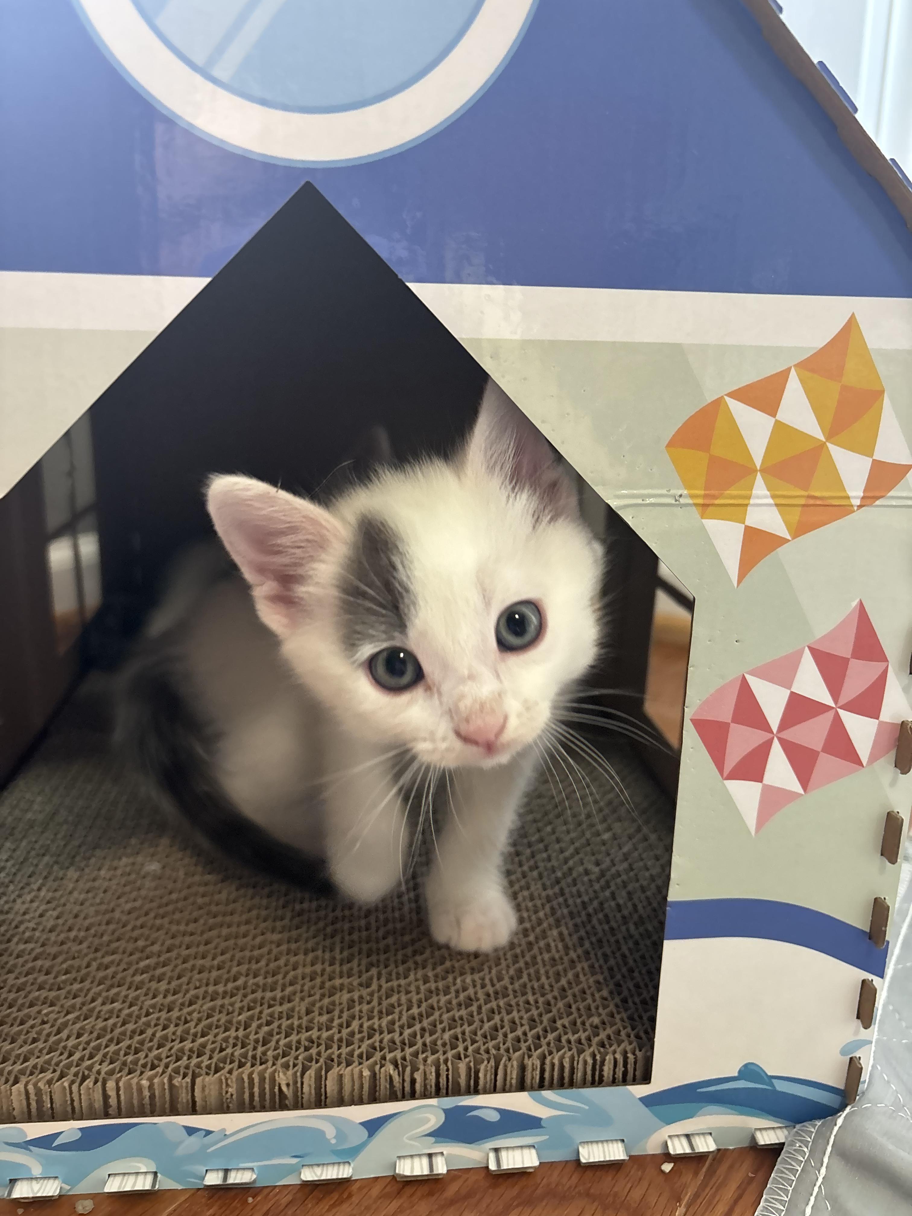 Enlarge Puddles, an adopted Domestic Medium Hair in Concord, NC image 3/3