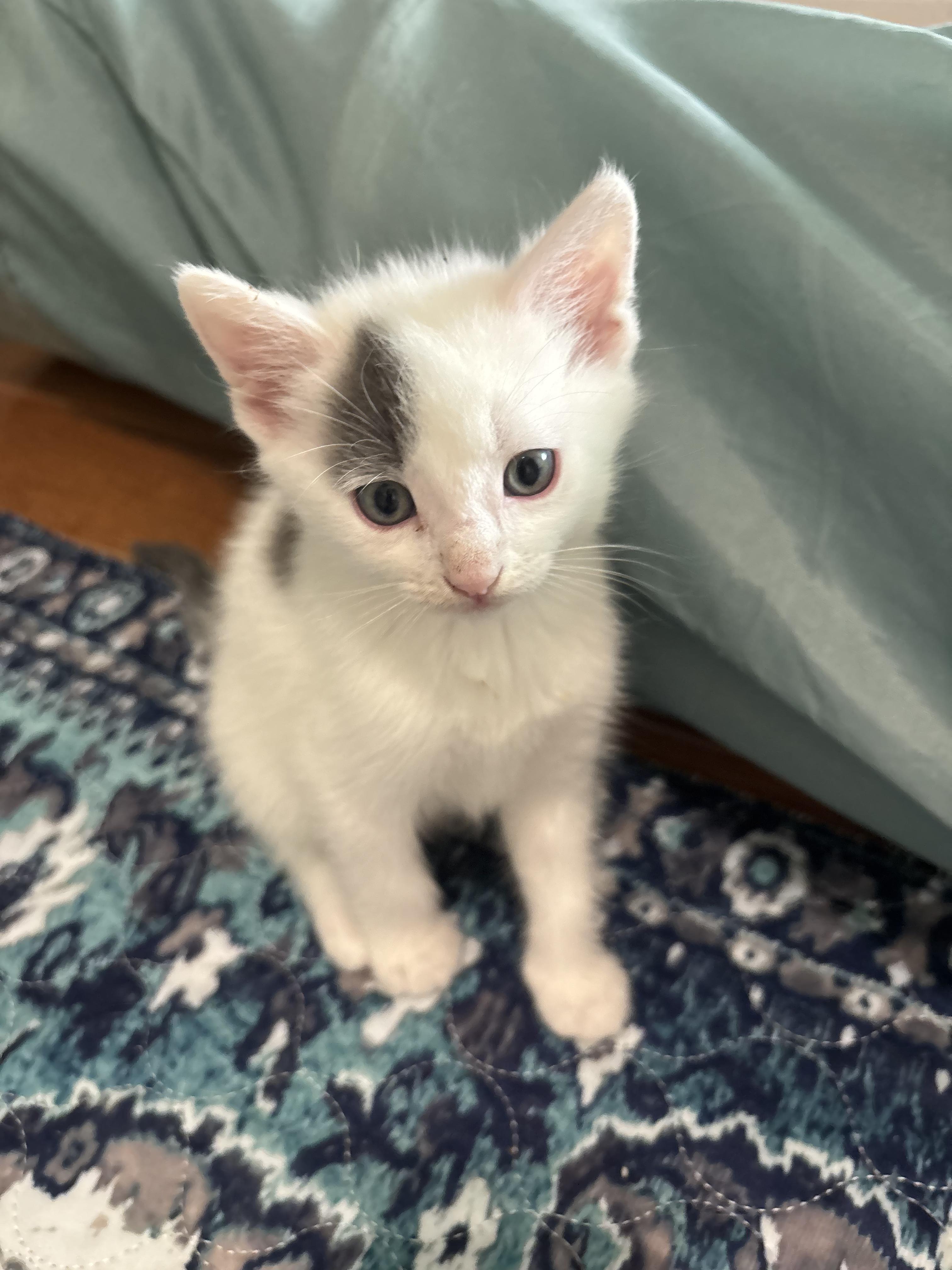 Enlarge Puddles, an adopted Domestic Medium Hair in Concord, NC image 2/3