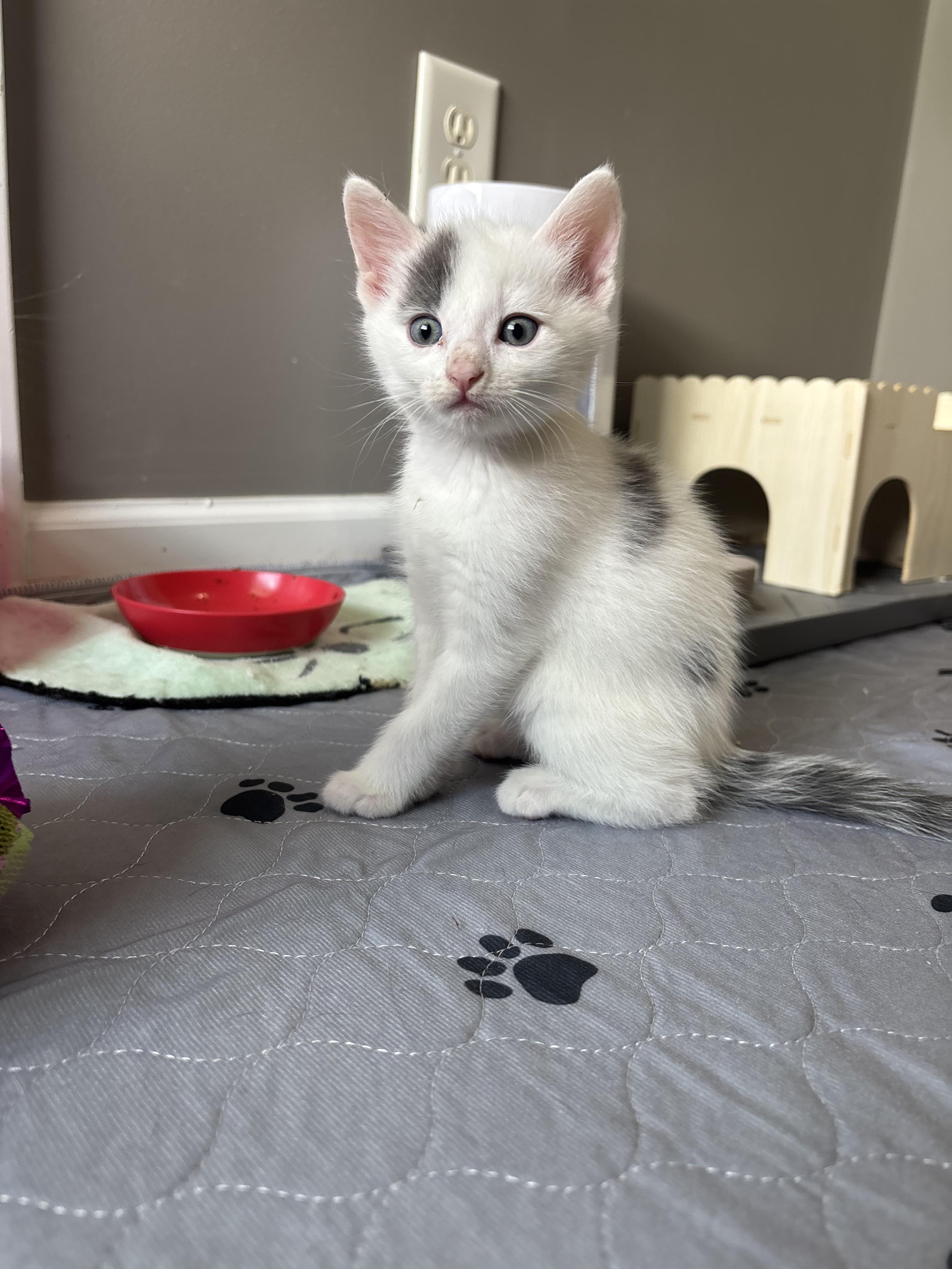 Enlarge Puddles, an adopted Domestic Medium Hair in Concord, NC image 1/3