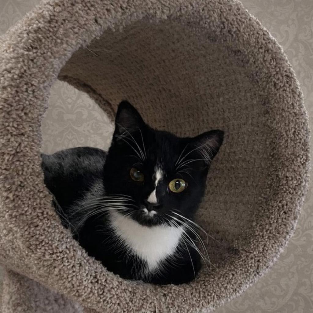 Enlarge Gia — Grace, Devotion, and a Lifetime of Love, a Adoptable Tuxedo in Hillsboro, TX image 3/6