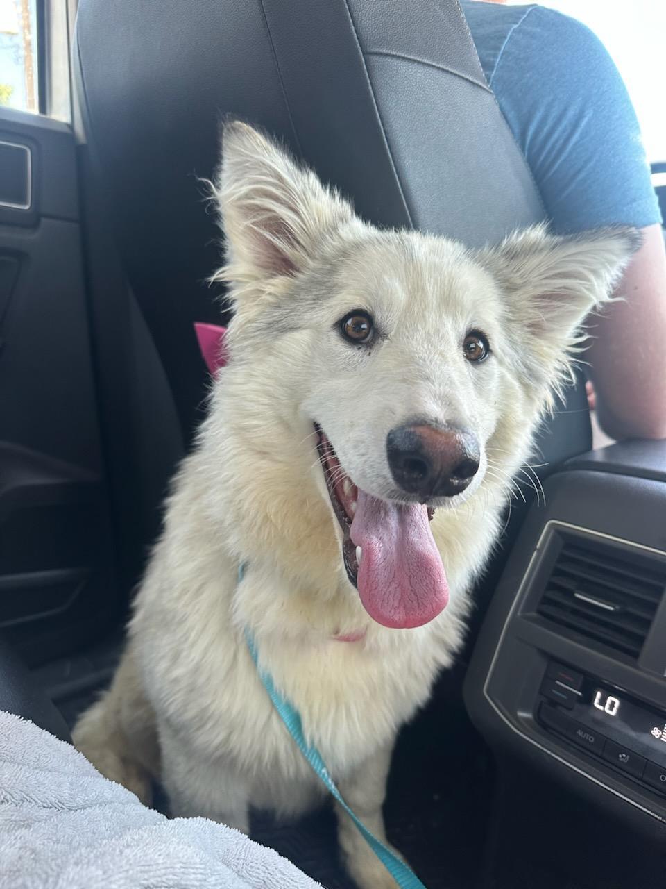 Belmont Jewel, Baby Female Alaskan Malamute