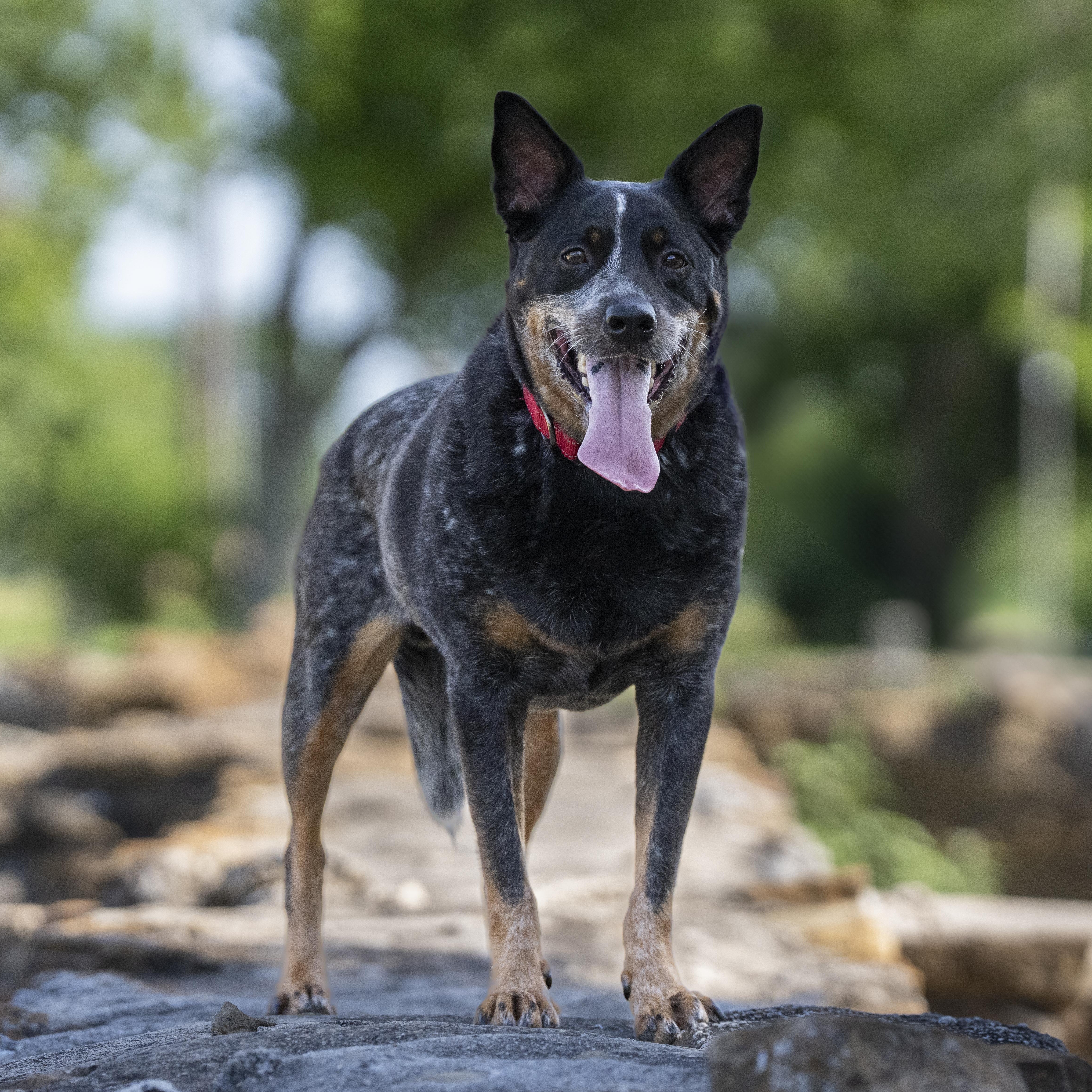 Enlarge Oki, a Adoptable Australian Cattle Dog / Blue Heeler in Cypress, TX image 1/6