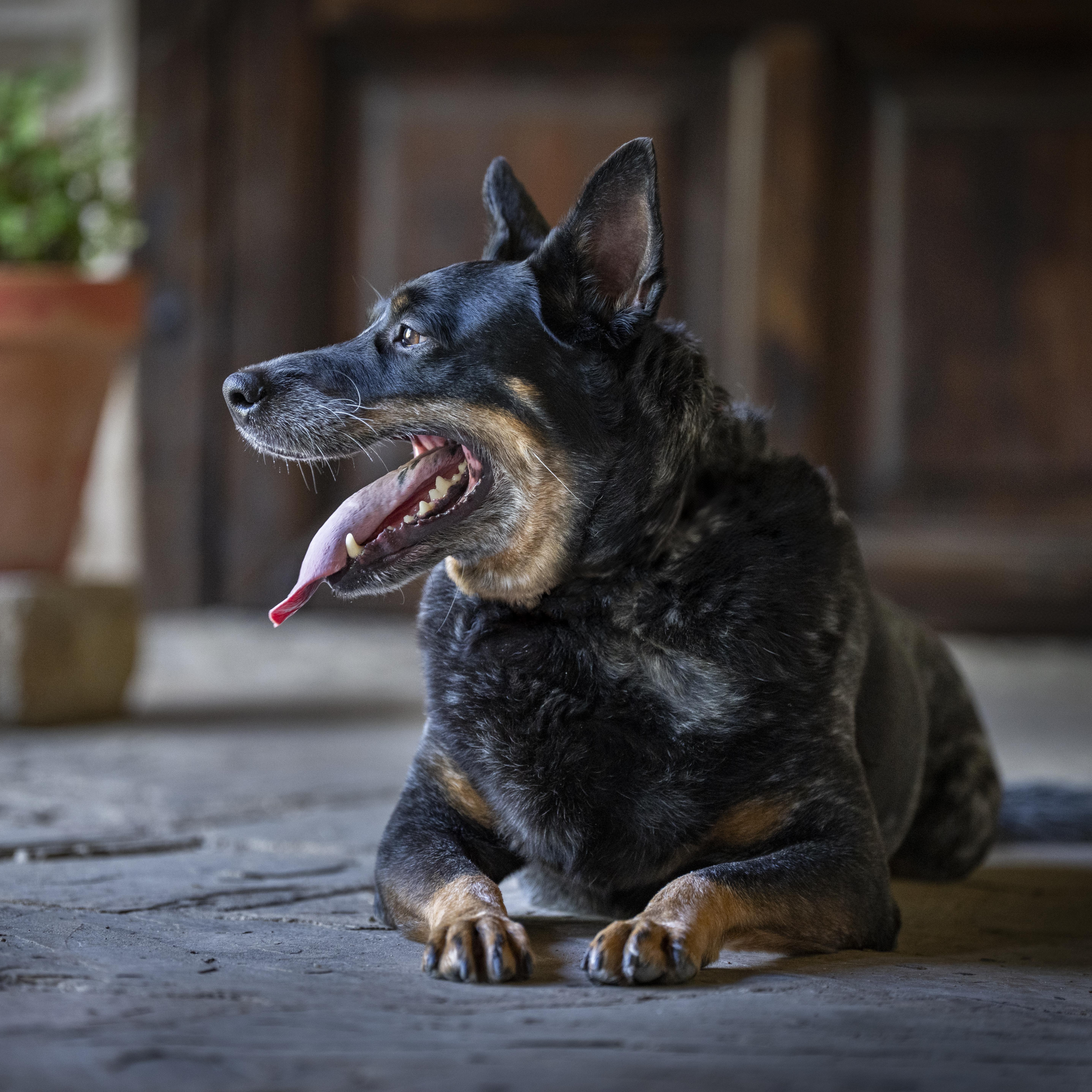 Enlarge Oki, a Adoptable Australian Cattle Dog / Blue Heeler in Cypress, TX image 2/6