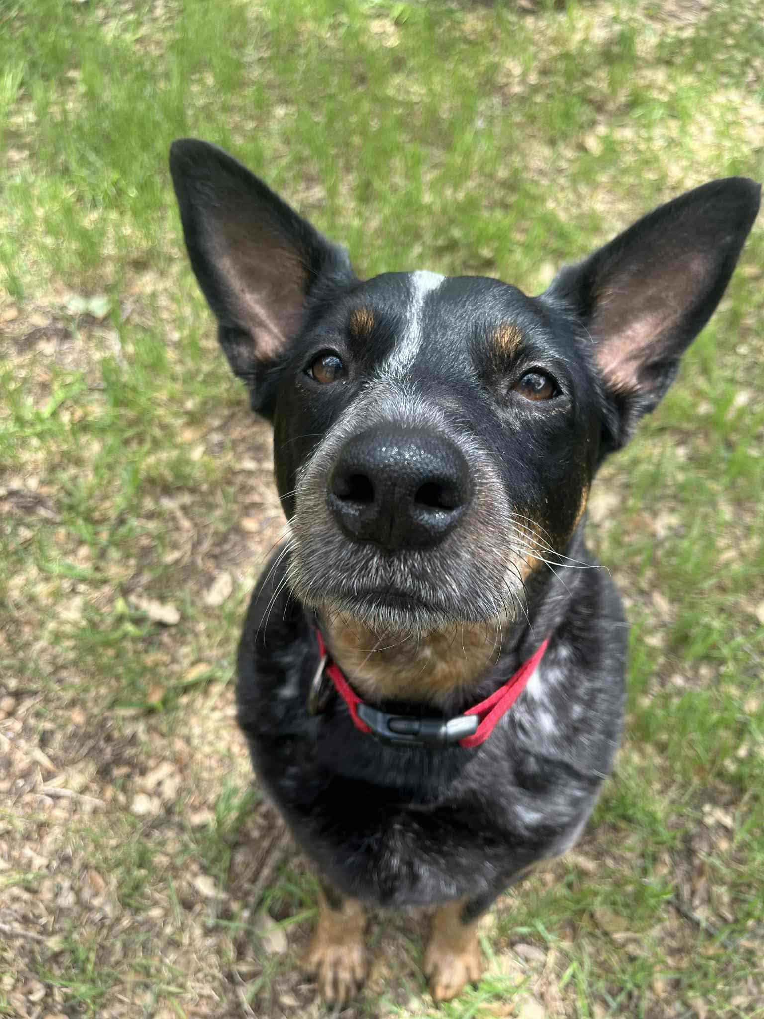 Enlarge Oki, a Adoptable Australian Cattle Dog / Blue Heeler in Cypress, TX image 5/6