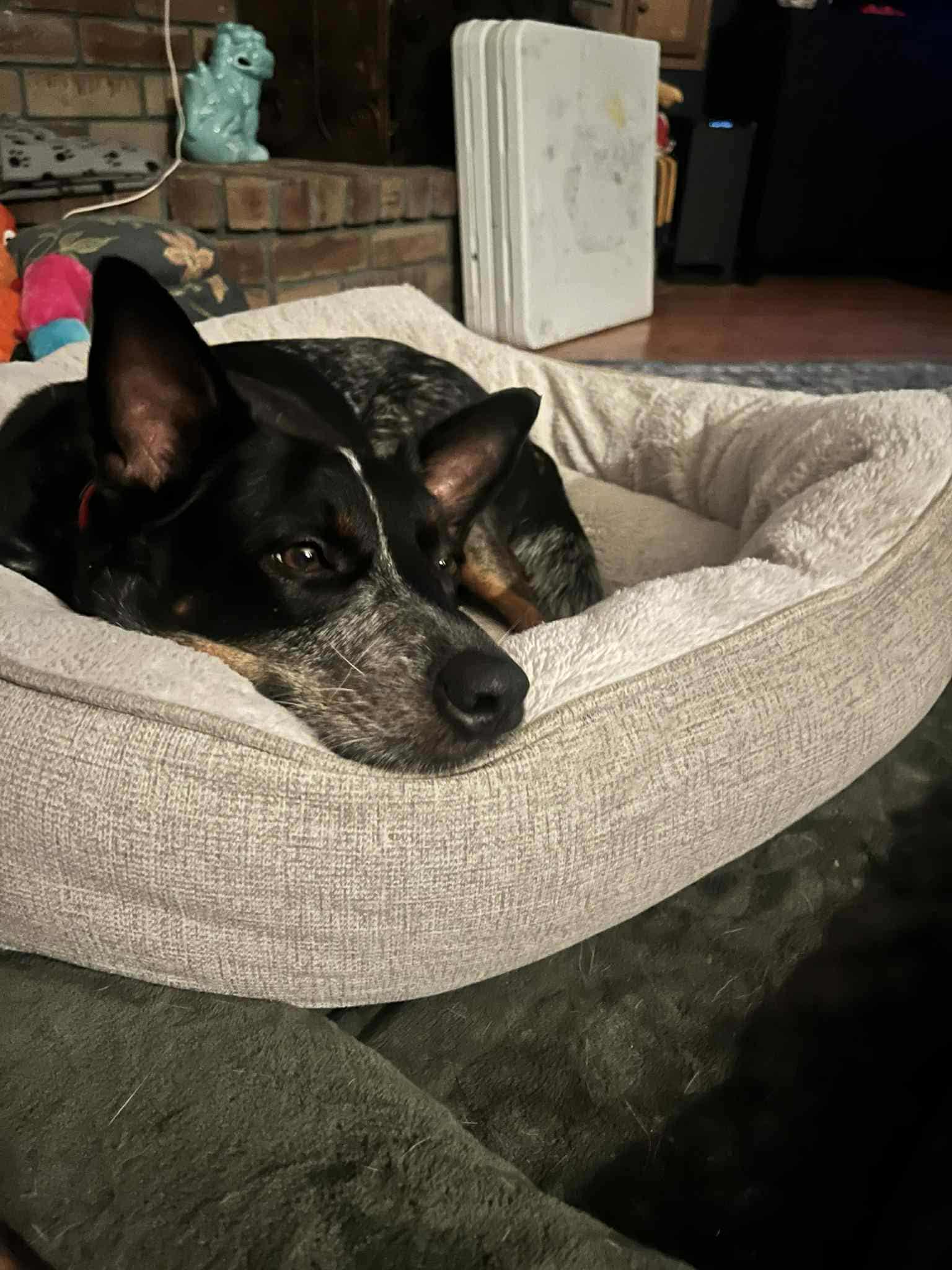 Enlarge Oki, a Adoptable Australian Cattle Dog / Blue Heeler in Cypress, TX image 4/6