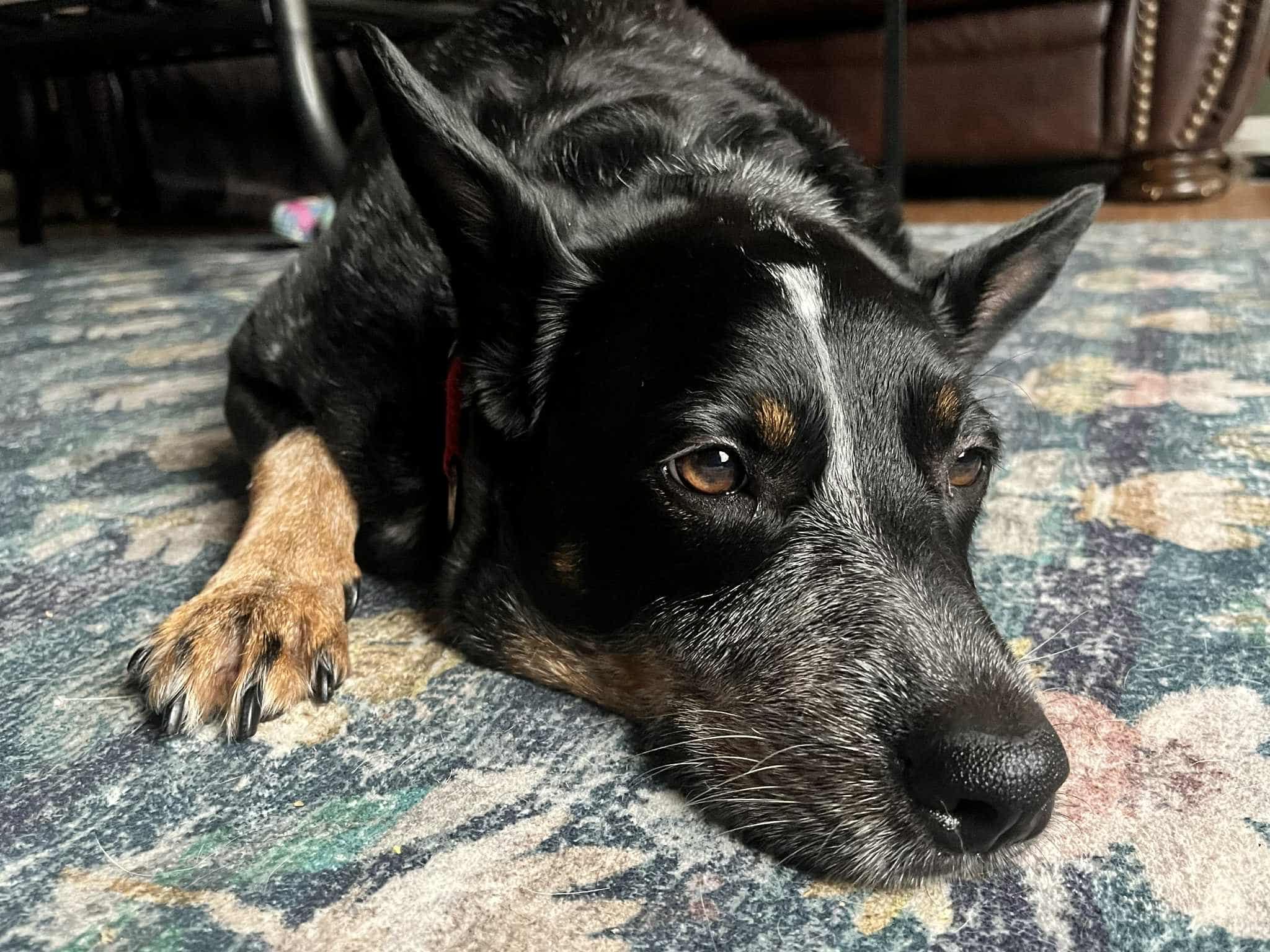 Enlarge Oki, a Adoptable Australian Cattle Dog / Blue Heeler in Cypress, TX image 6/6