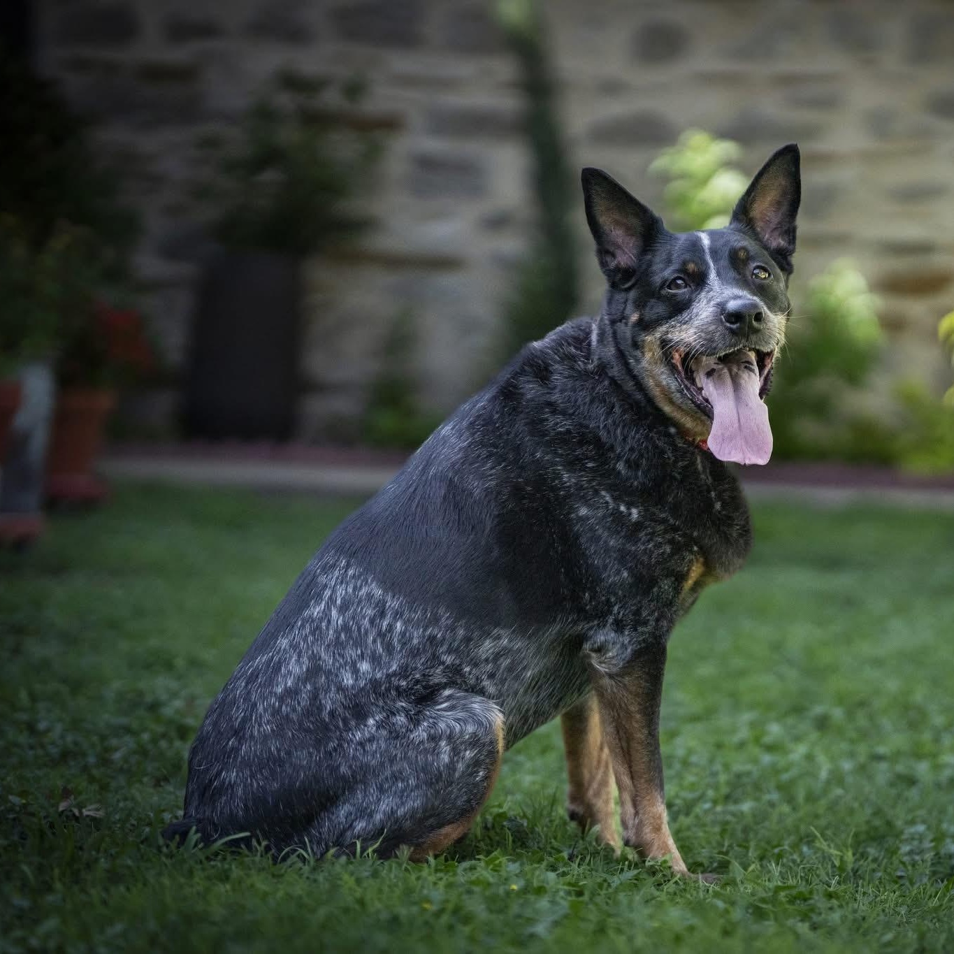 Enlarge Oki, a Adoptable Australian Cattle Dog / Blue Heeler in Cypress, TX image 3/6