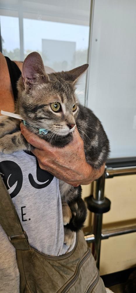 Forrest, Adoptable, Young Male Domestic Short Hair.