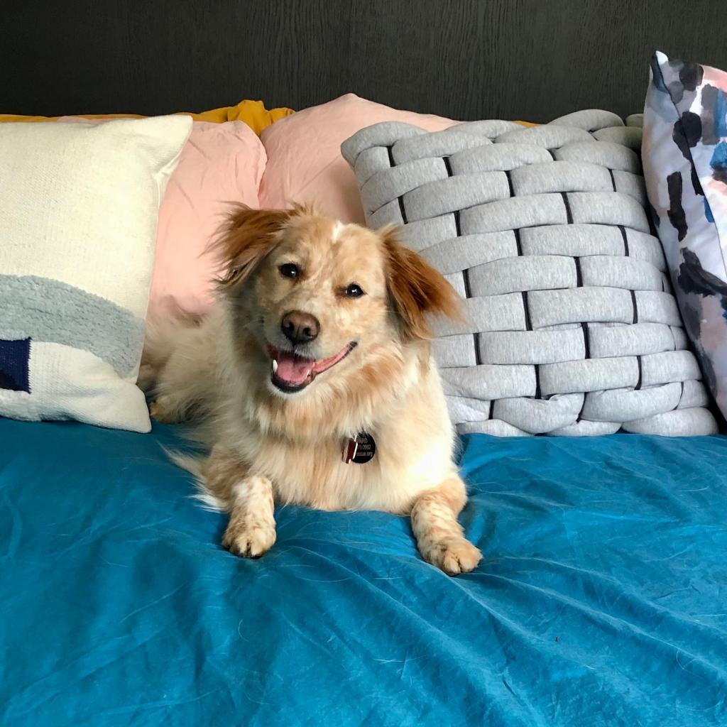 Root Beer, Adoptable, Senior Female Cattle Dog.